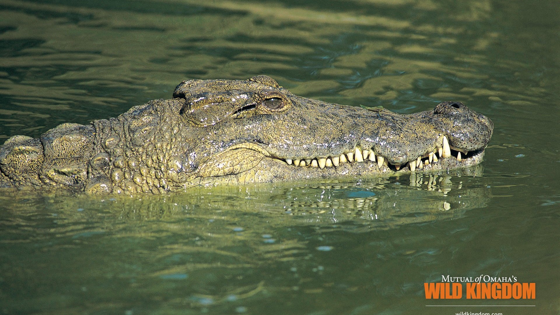 Wild Kingdom Animal Wallpapers #5 - 1920x1080