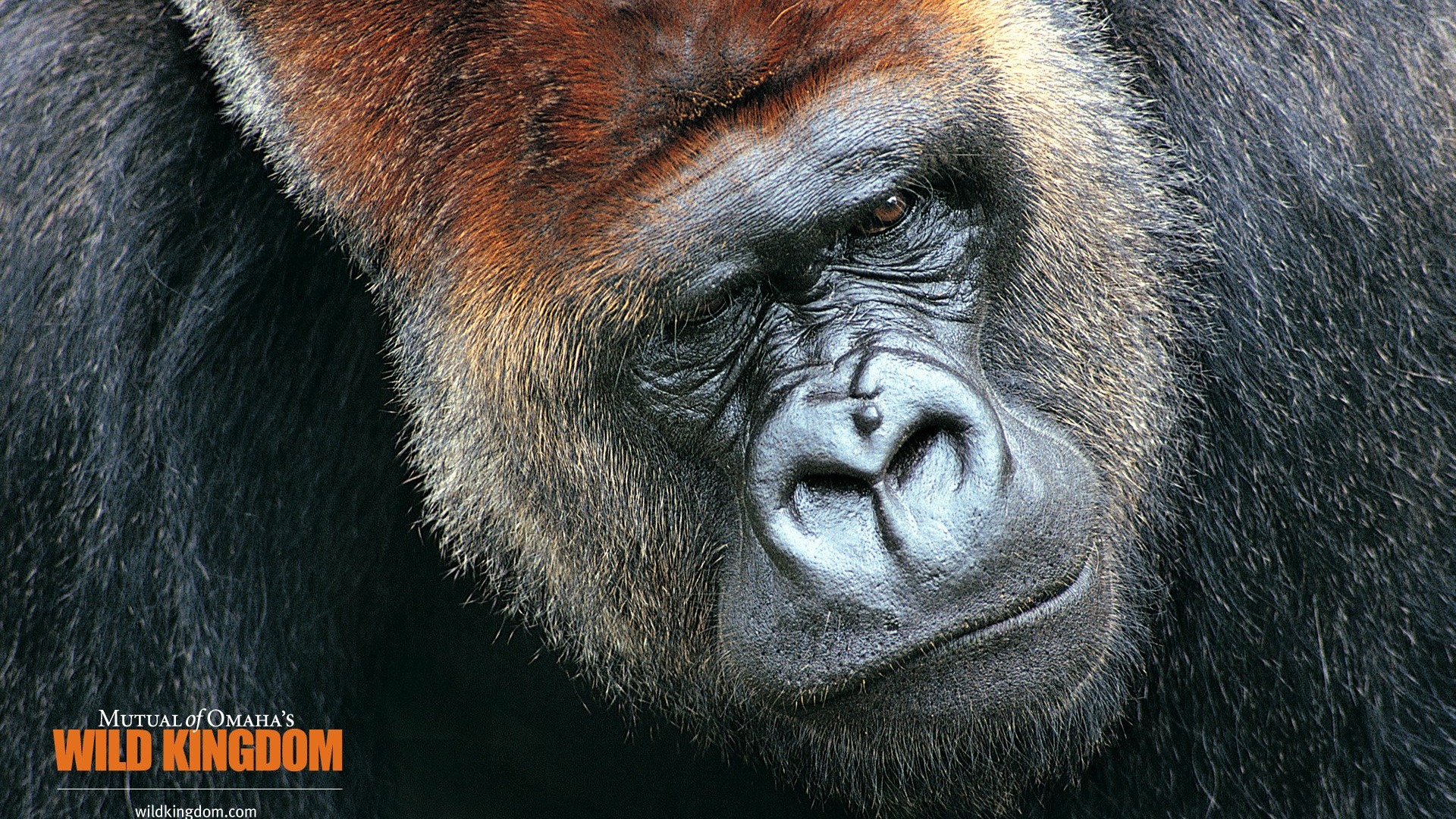Wild Kingdom 動物壁紙 #7 - 1920x1080