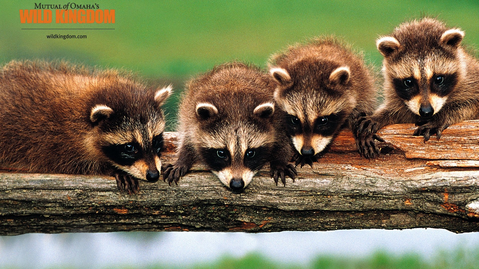 Wild Kingdom Animal Wallpapers #16 - 1920x1080
