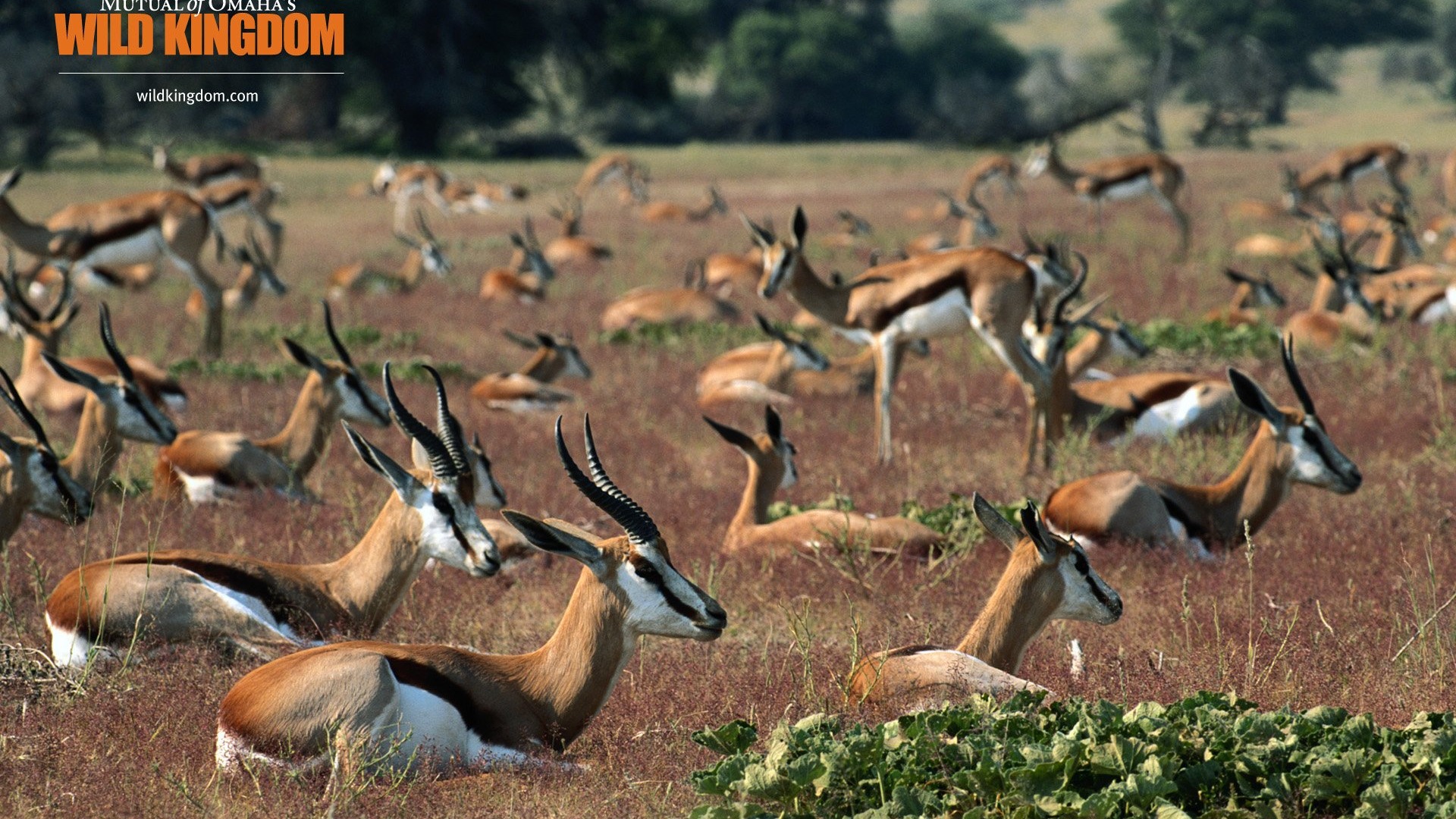 Wild Kingdom 動物壁紙 #21 - 1920x1080