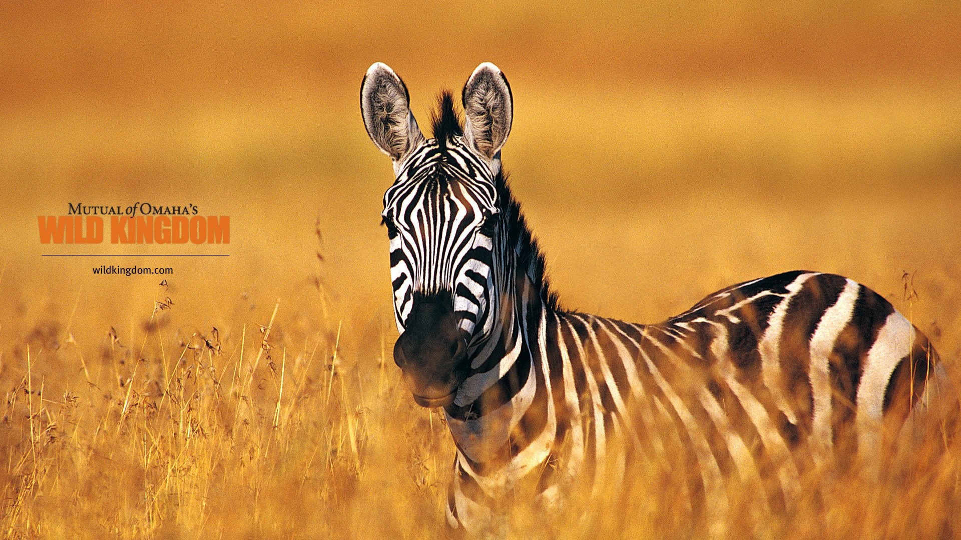 Wild Kingdom 動物壁紙 #24 - 1920x1080
