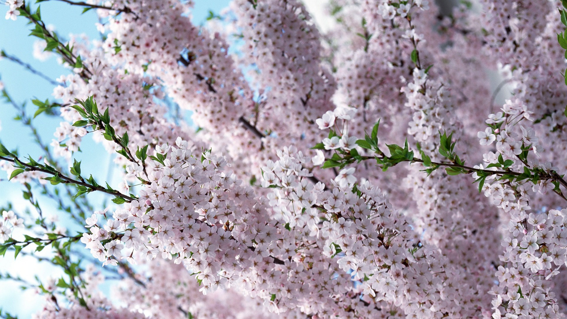 Flowers close-up (12) #18 - 1920x1080