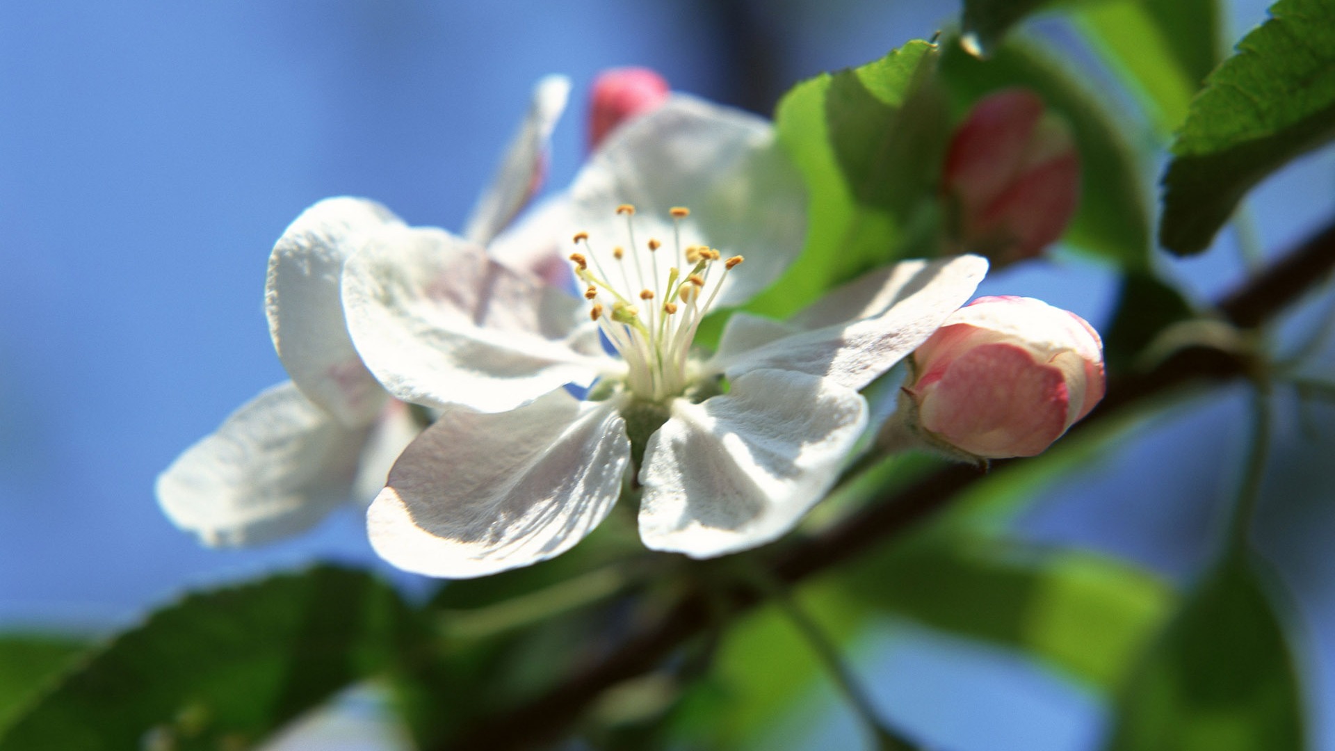 Fleurs en gros plan (16) #1 - 1920x1080