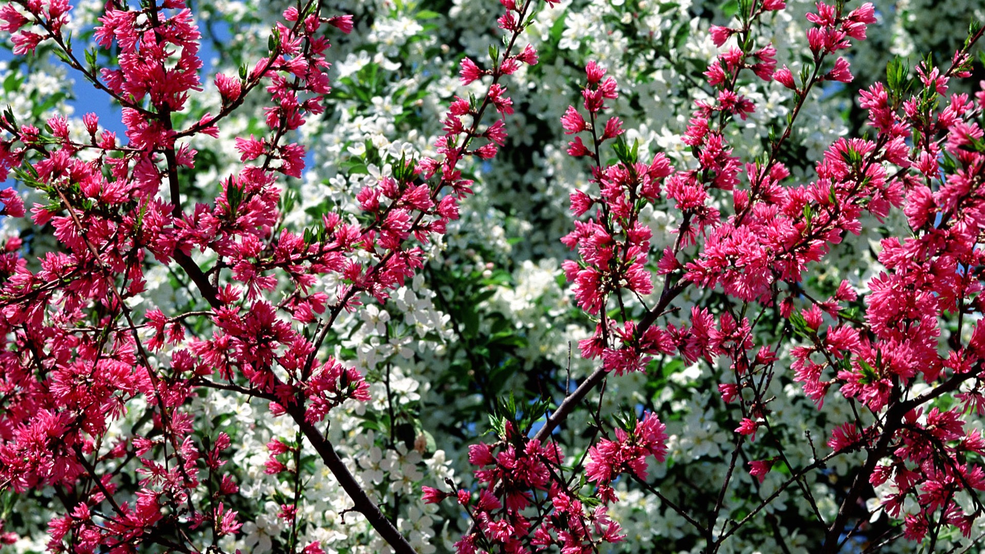 Flowers close-up (16) #2 - 1920x1080