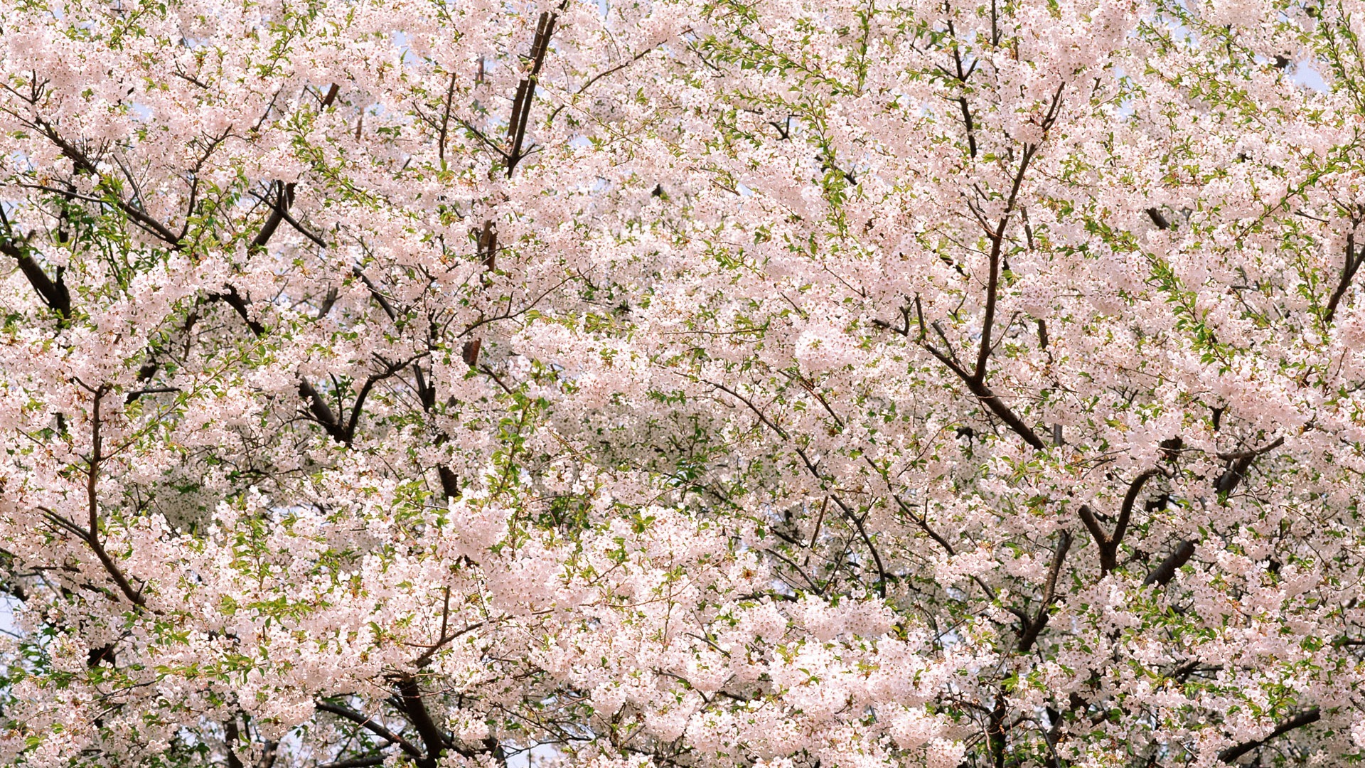 鮮花特寫(16) #4 - 1920x1080