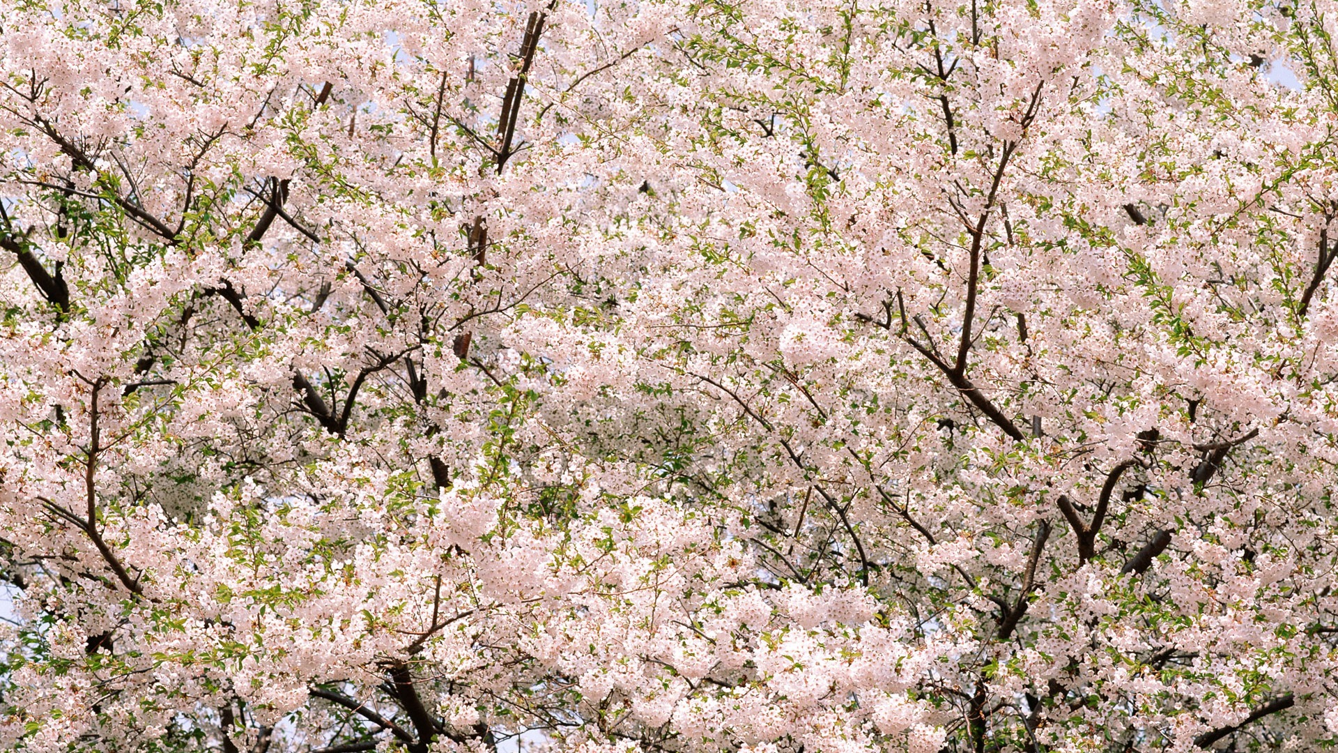 Flowers close-up (16) #4 - 1920x1080