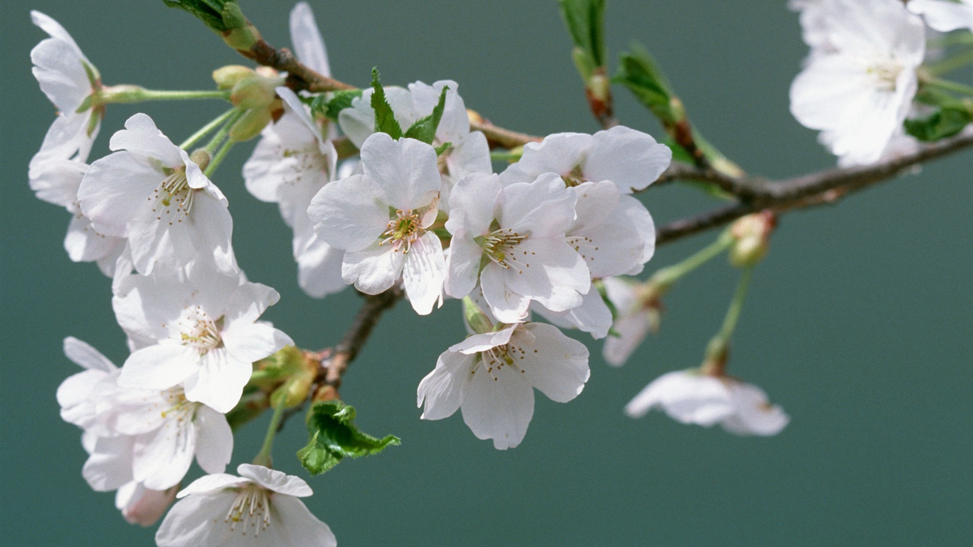 Flowers close-up (16) #5 - 1920x1080