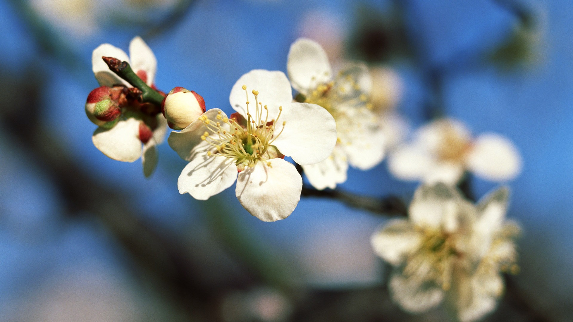 Fleurs en gros plan (16) #6 - 1920x1080