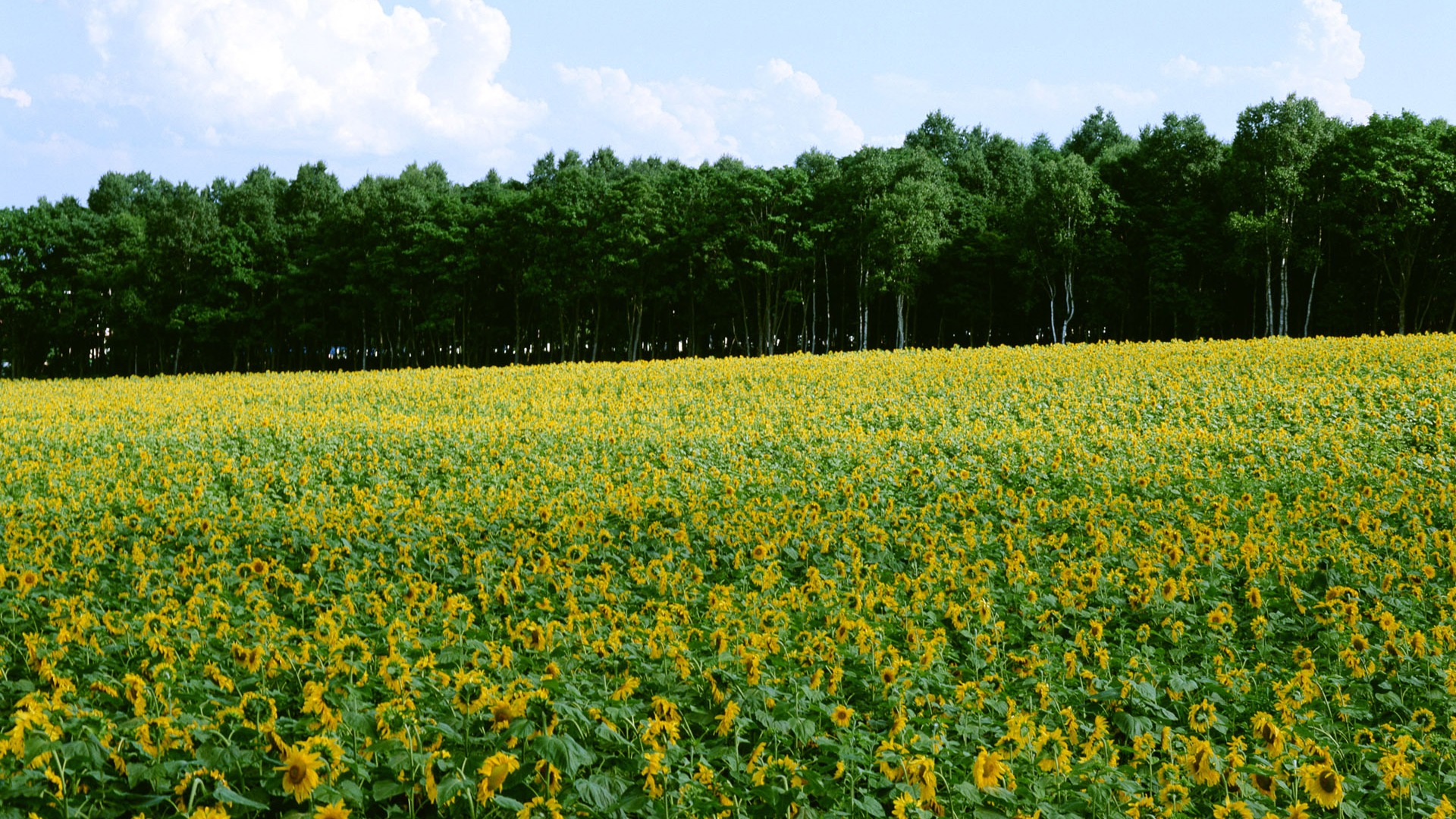 Fleurs en gros plan (16) #15 - 1920x1080