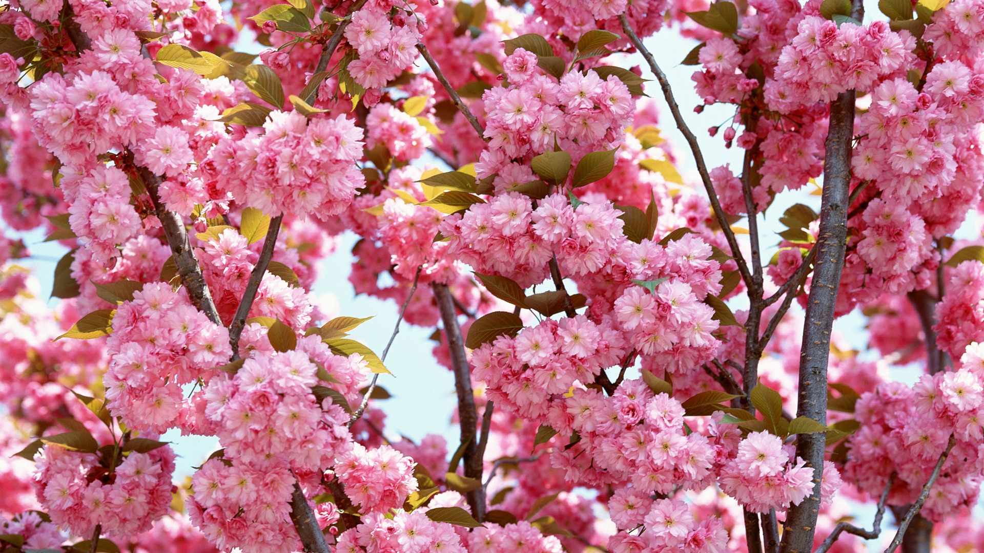 Flowers close-up (16) #20 - 1920x1080