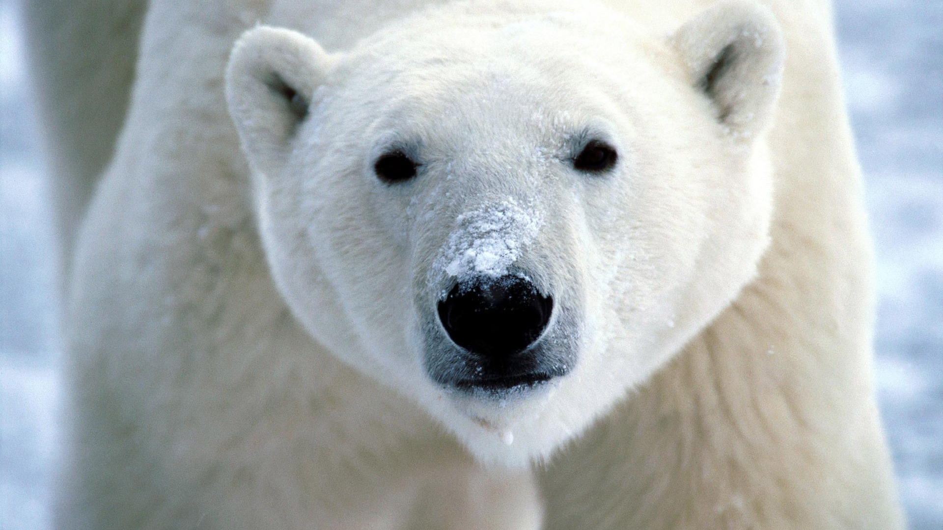 El oso polar Foto Wallpaper #1 - 1920x1080