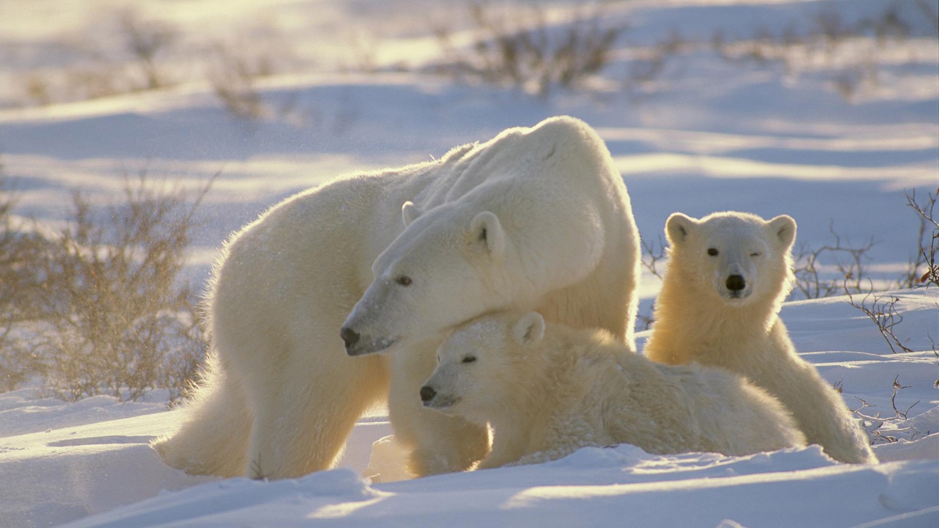 Polar Bear Foto Wallpaper #12 - 1920x1080