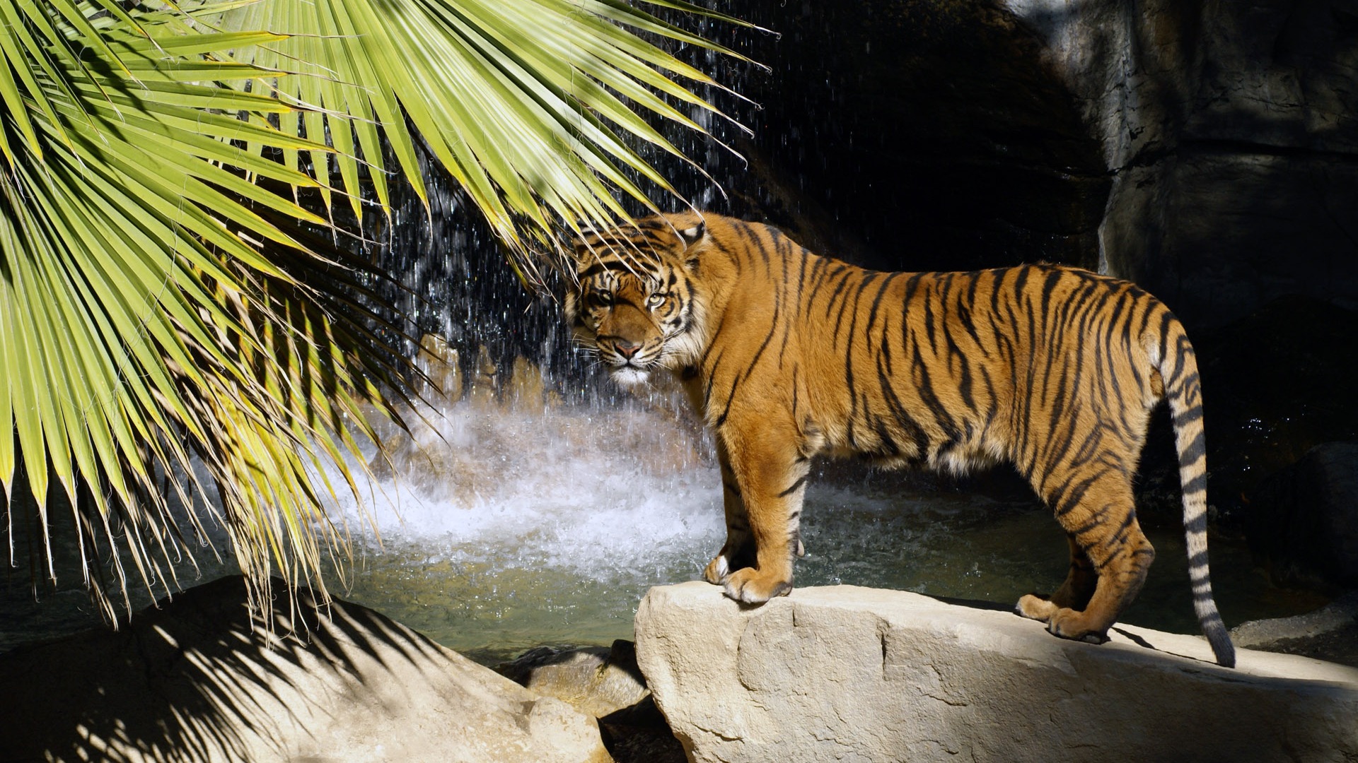 Tiger Wallpaper Foto (4) #3 - 1920x1080
