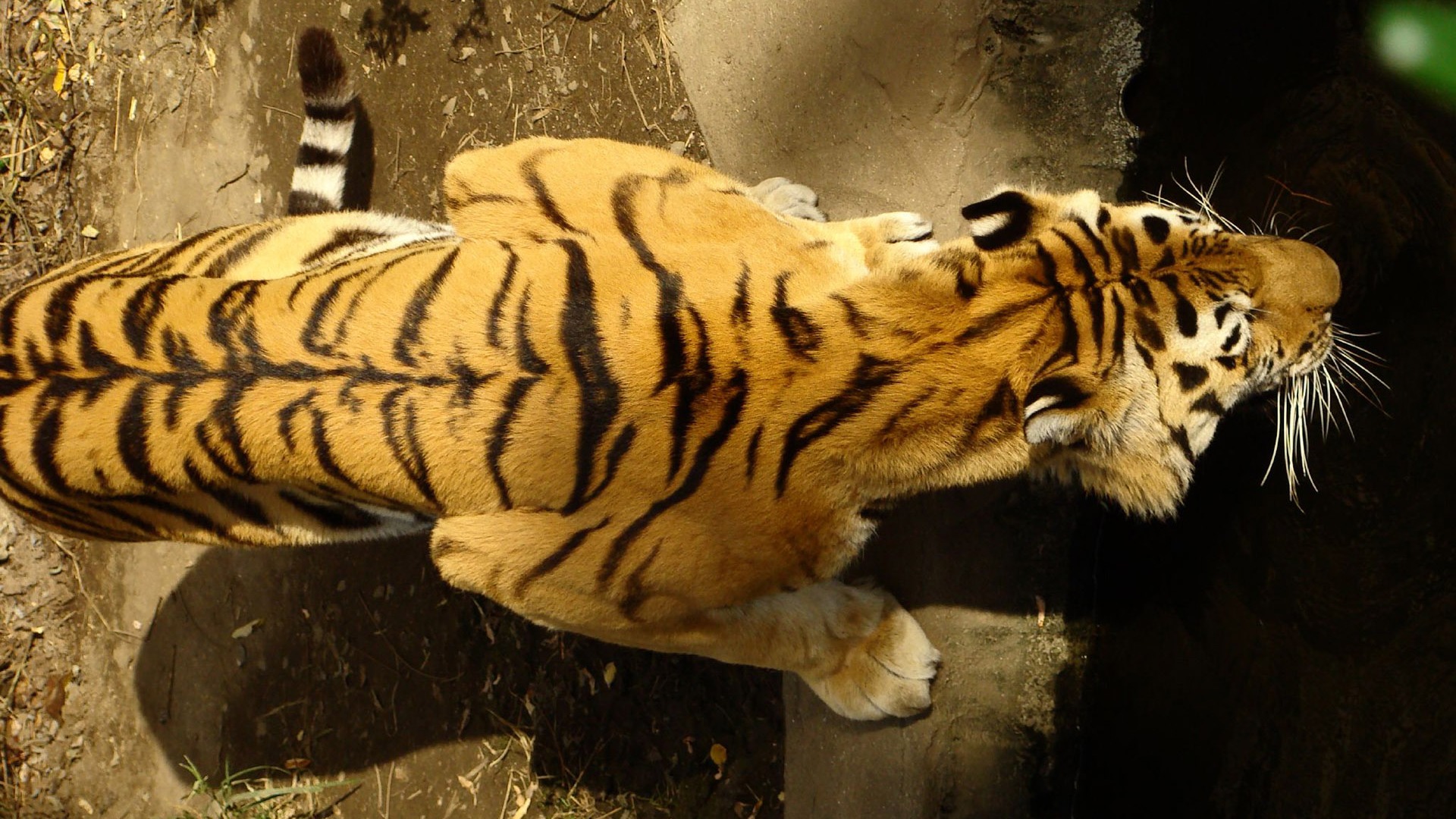 Tiger Foto tapety (4) #9 - 1920x1080