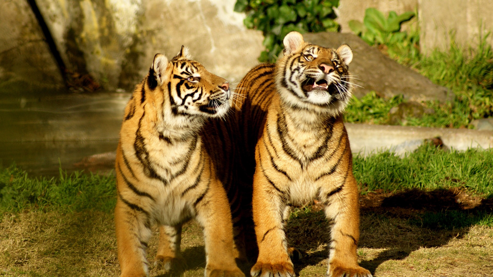 Tiger Photo Wallpaper (4) #10 - 1920x1080