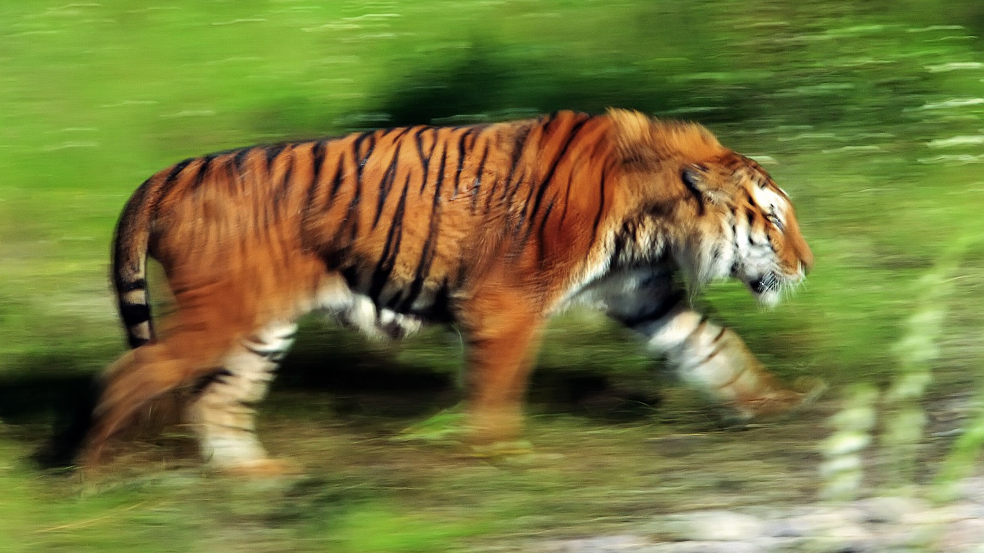 Tiger Photo Wallpaper (4) #11 - 1920x1080