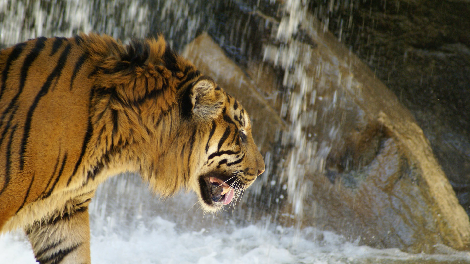 Fond d'écran Tiger Photo (4) #12 - 1920x1080