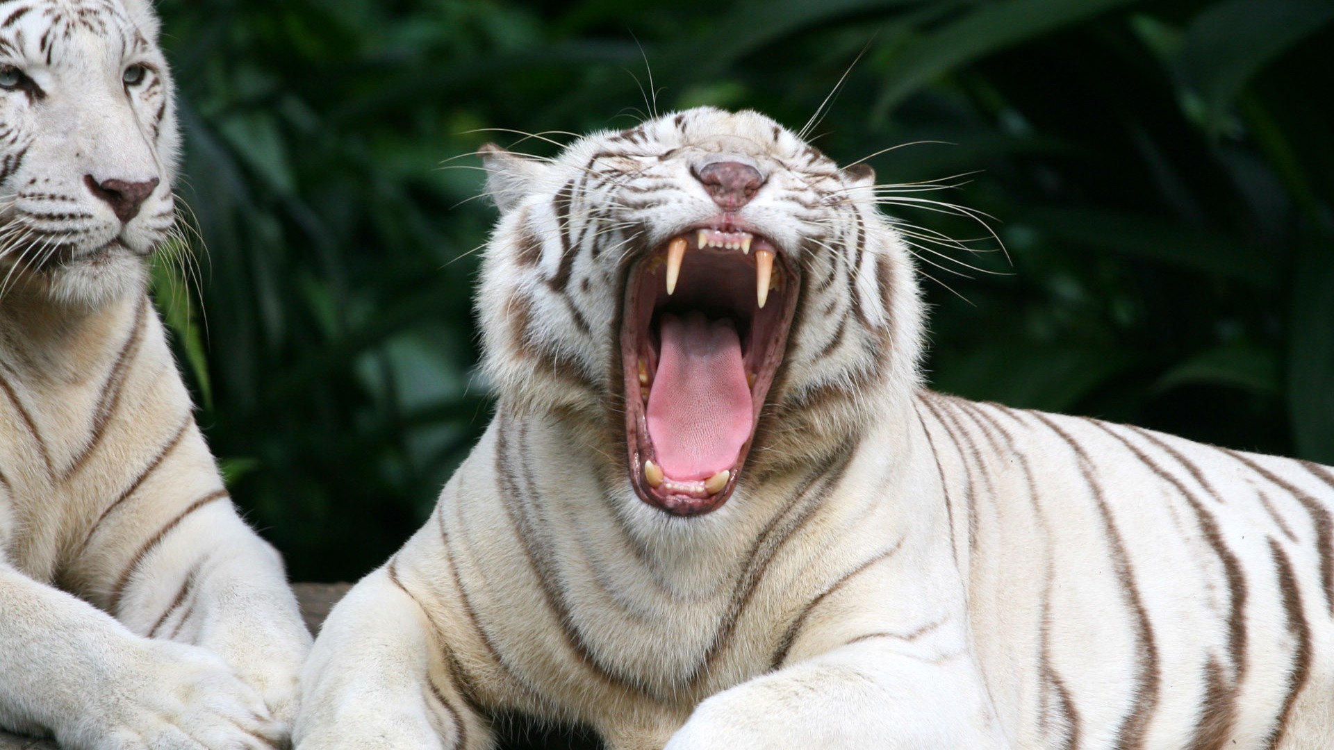 Tiger Foto tapety (4) #17 - 1920x1080