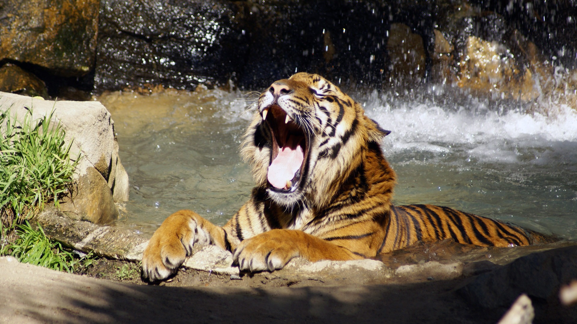 Tiger Photo Wallpaper (5) #9 - 1920x1080