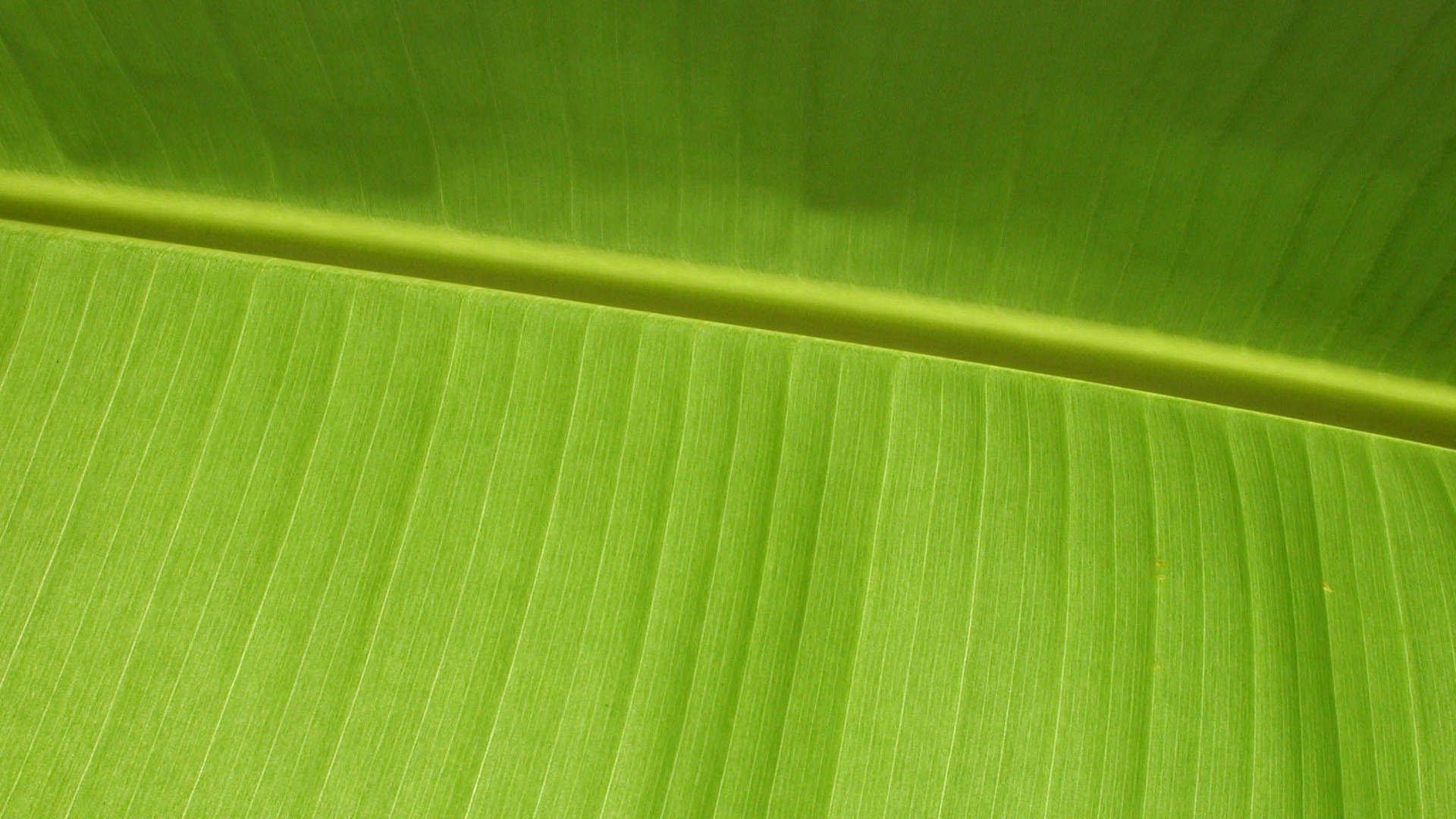 Foreign photography green leaf wallpaper (1) #9 - 1920x1080