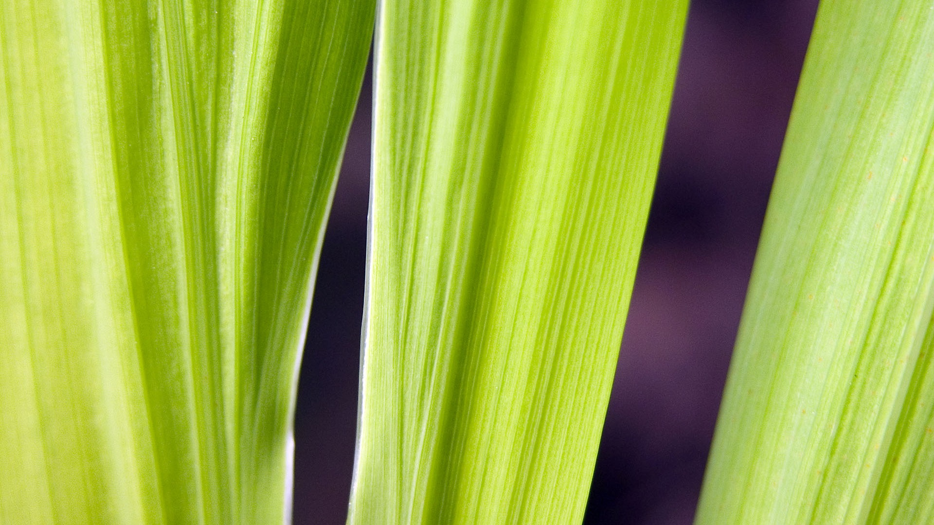 Foreign photography green leaf wallpaper (1) #15 - 1920x1080