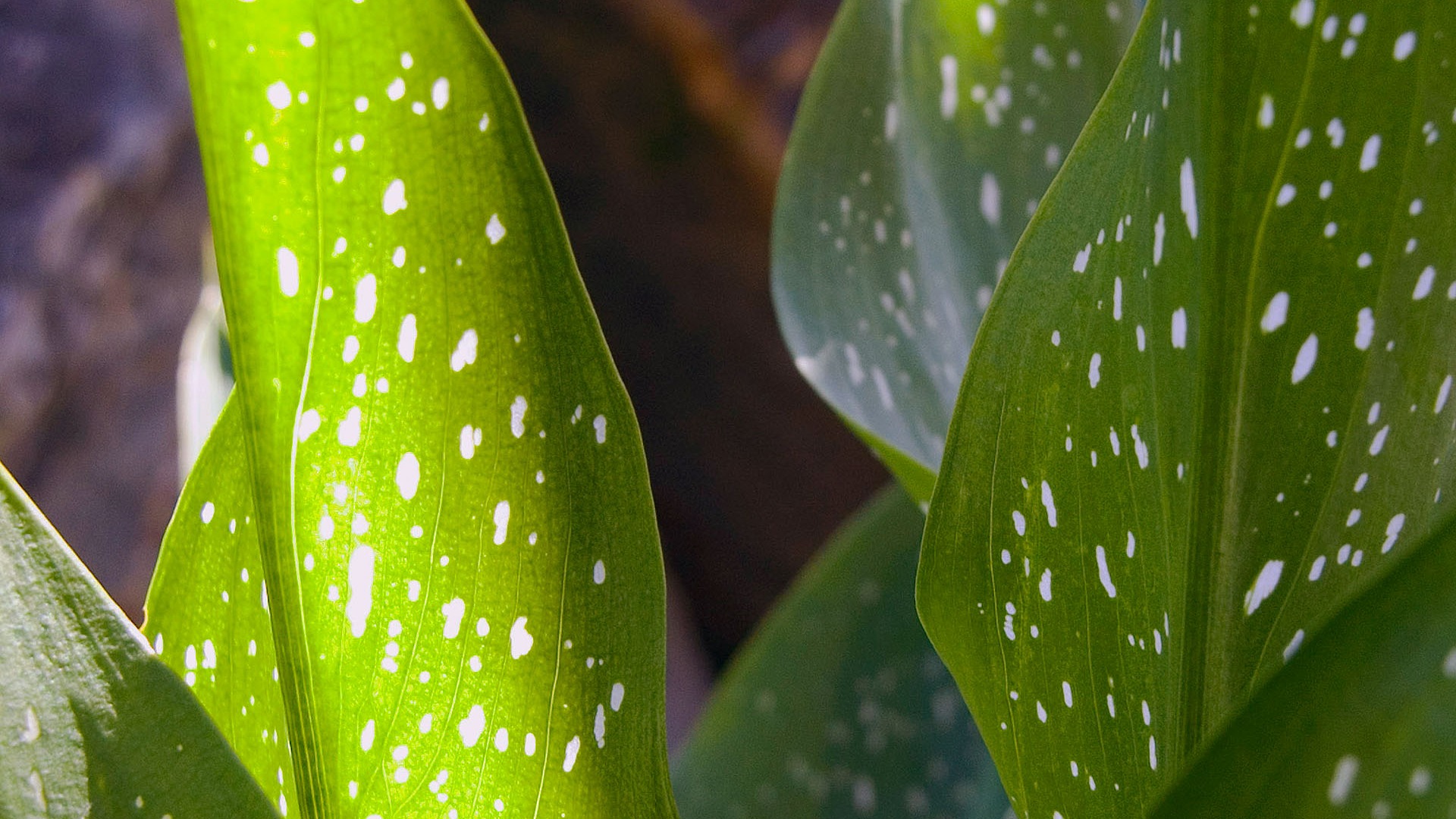 Foreign photography green leaf wallpaper (1) #19 - 1920x1080