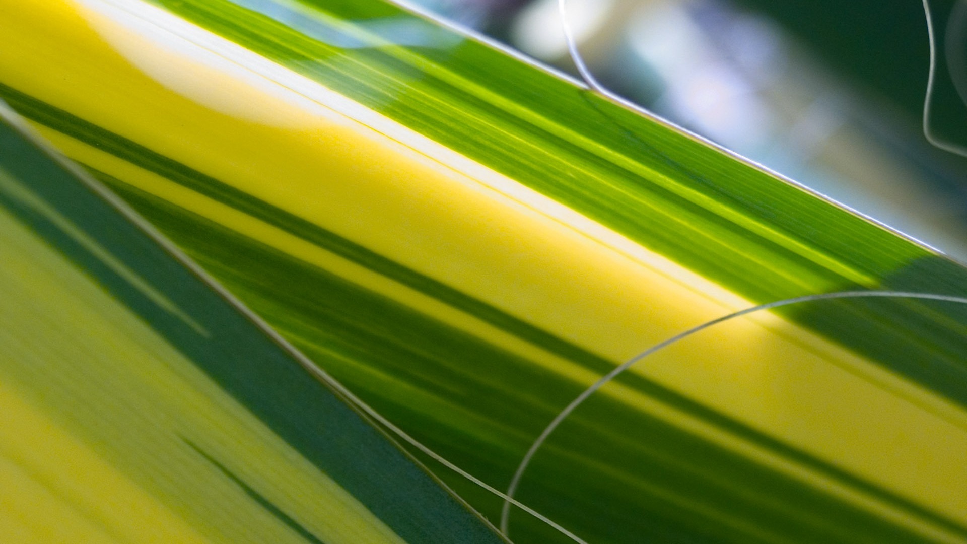 Foreign photography green leaf wallpaper (2) #6 - 1920x1080