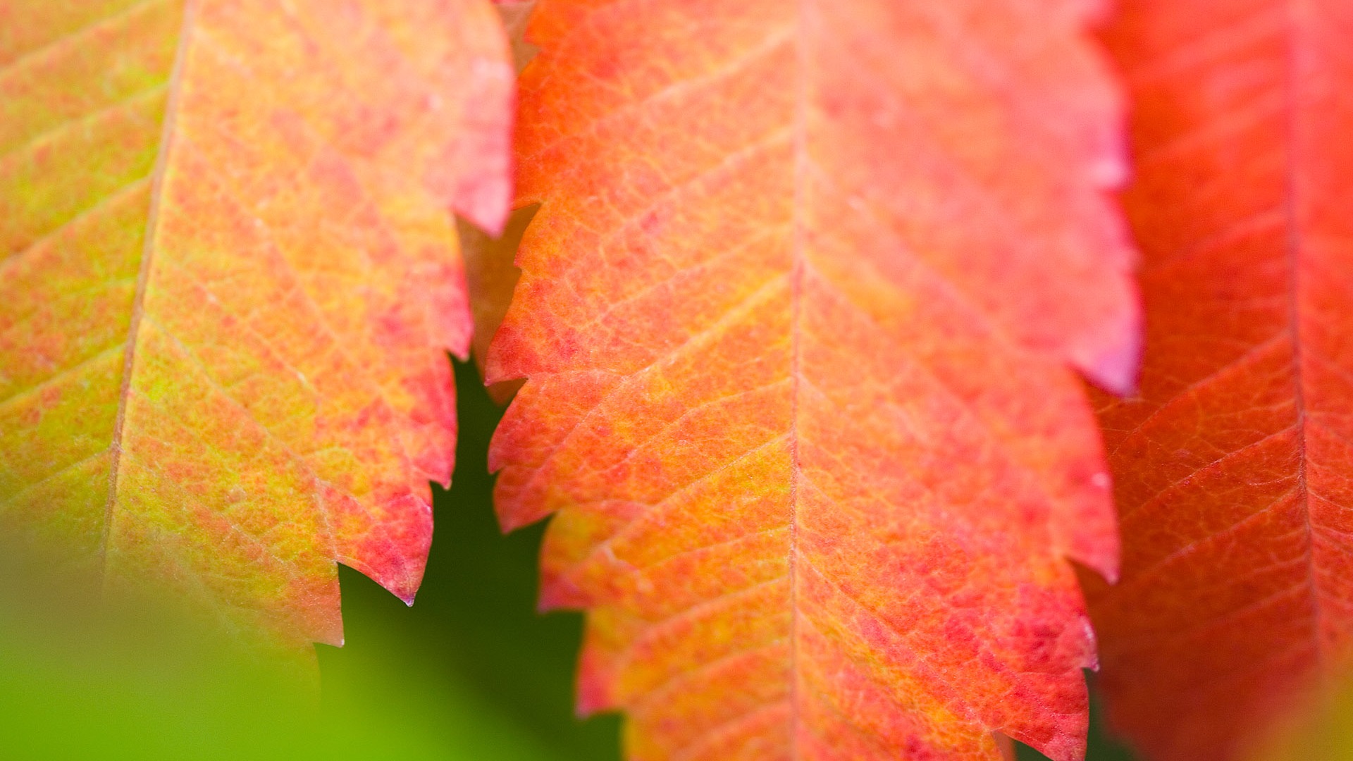 Foreign photography green leaf wallpaper (2) #12 - 1920x1080