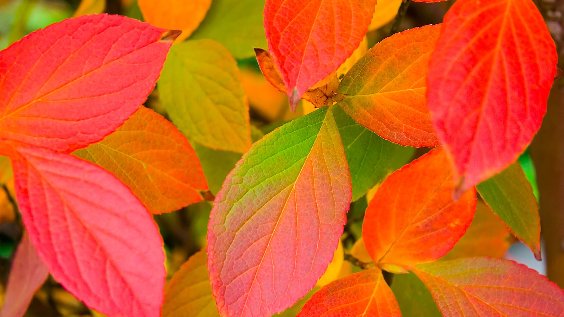 Foreign photography green leaf wallpaper (2) #17 - 1920x1080