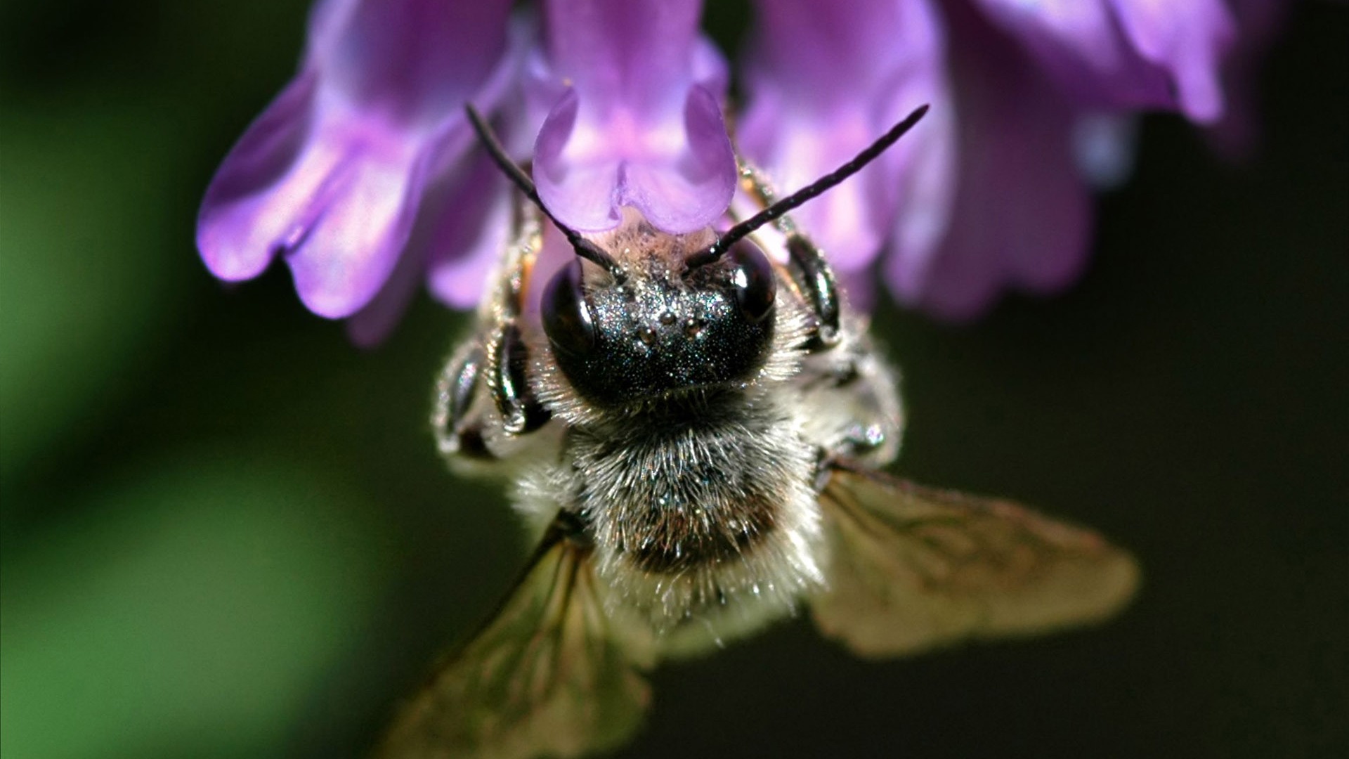 Láska Bee Květinové tapetu (3) #7 - 1920x1080