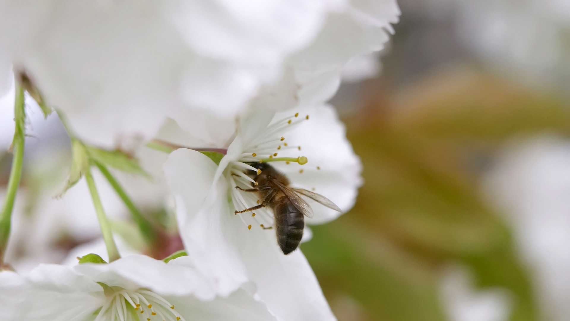 Love Bee Flower wallpaper (3) #10 - 1920x1080