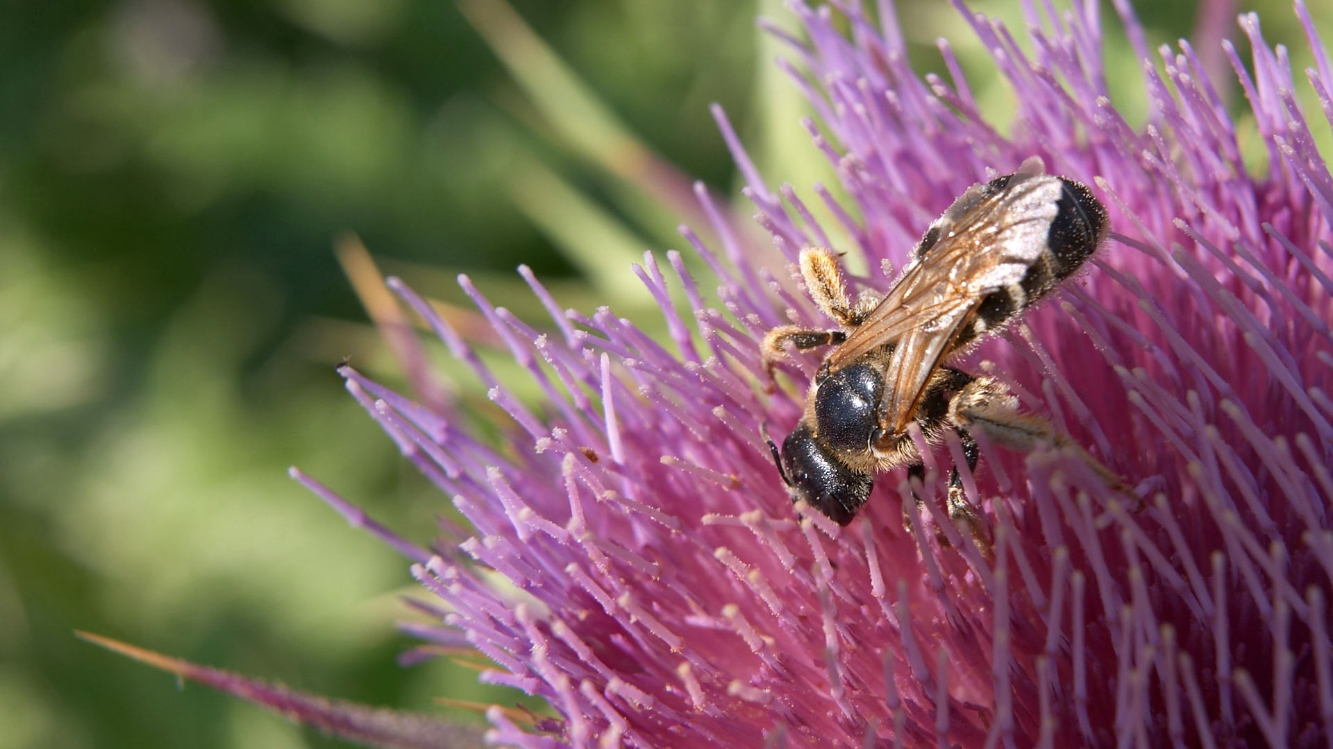 Love Bee Flower Wallpaper (3) #13 - 1920x1080