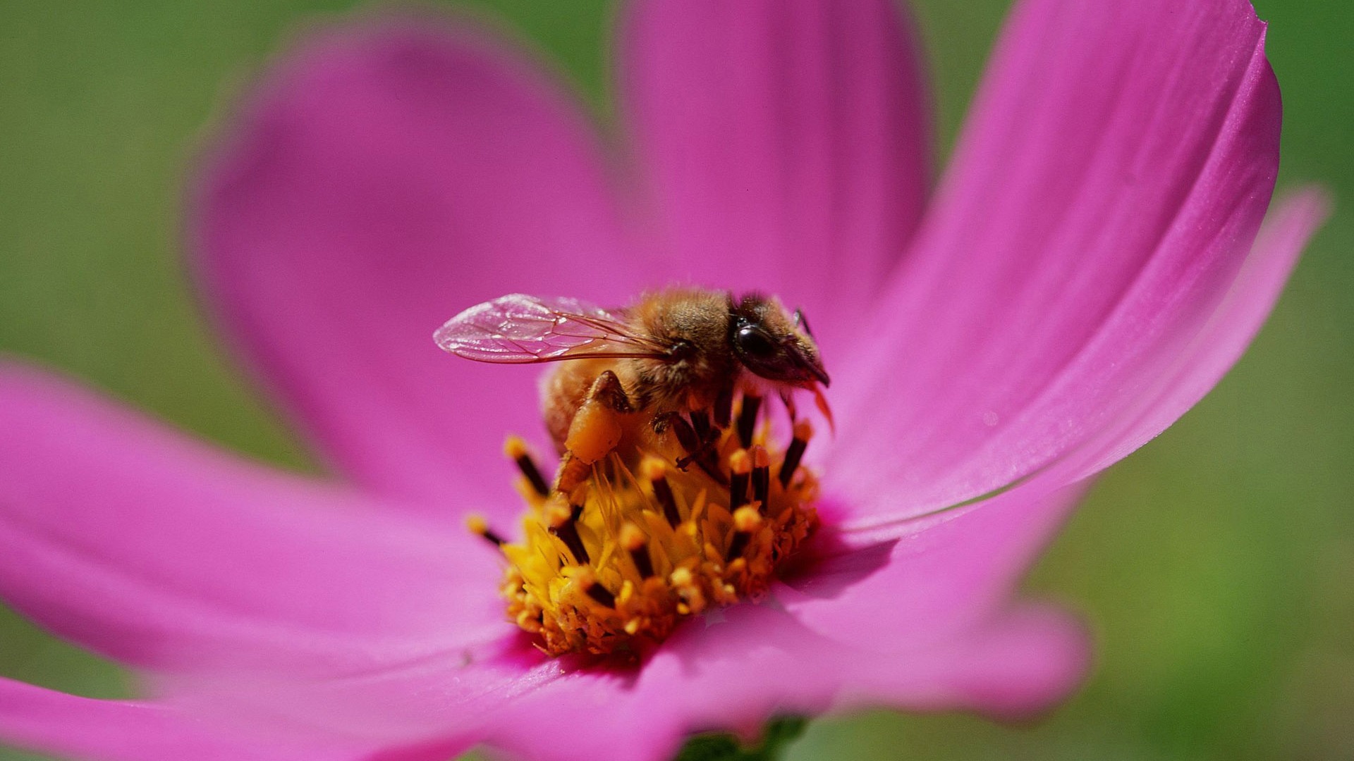 Love Bee Flower Wallpaper (3) #18 - 1920x1080