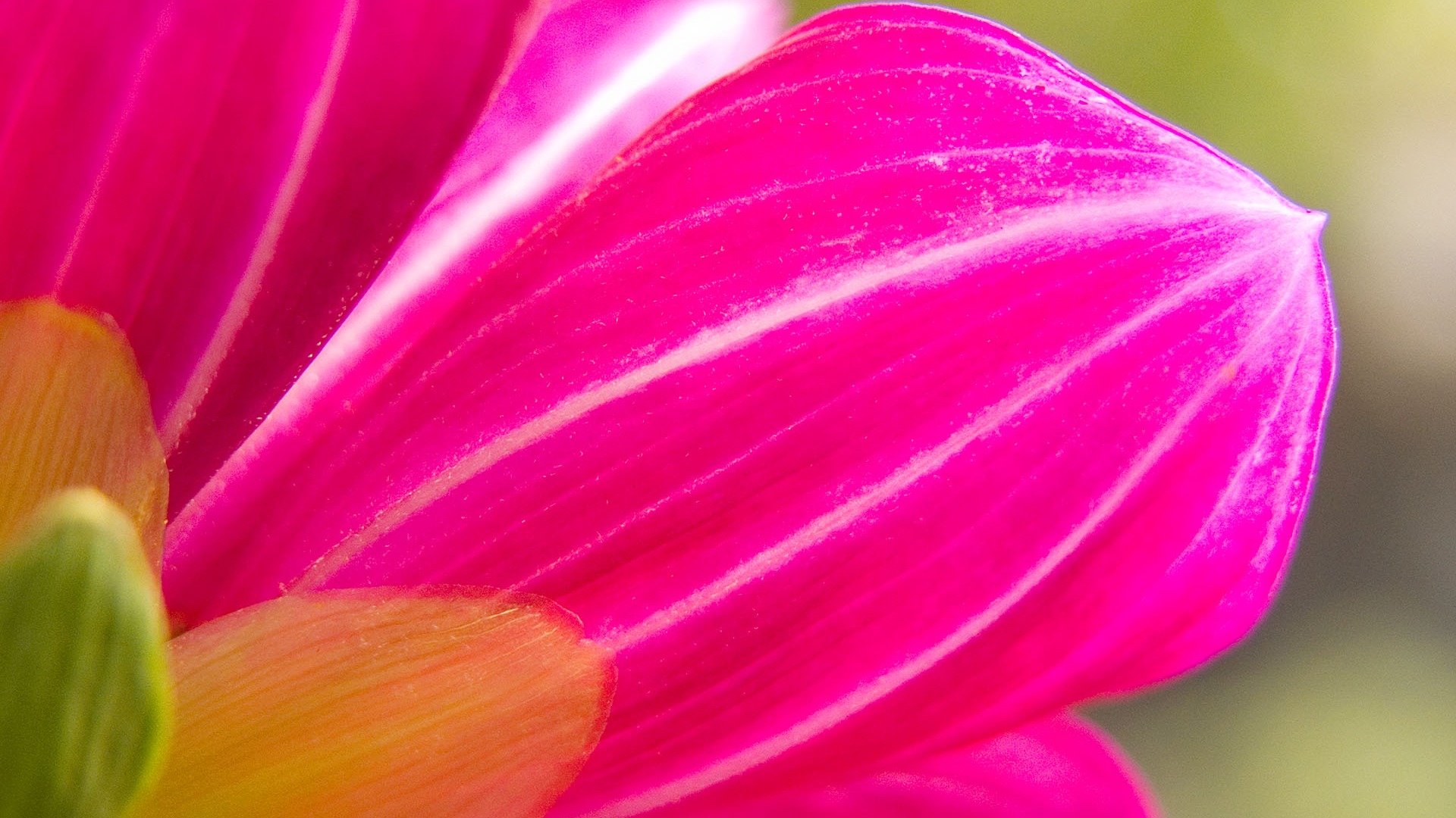 國外攝影 鮮花壁紙 #2 - 1920x1080