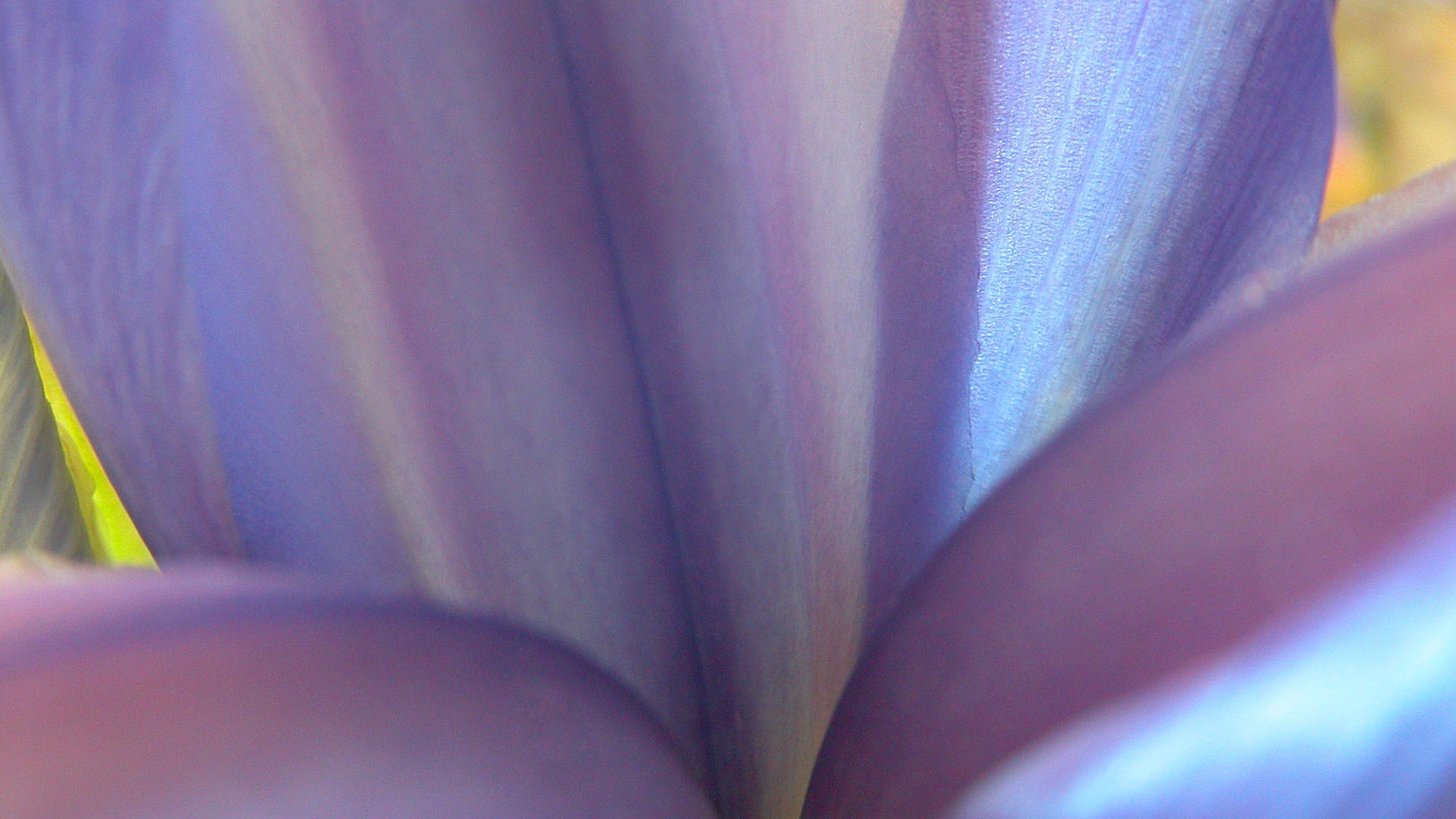 國外攝影 鮮花壁紙 #8 - 1920x1080