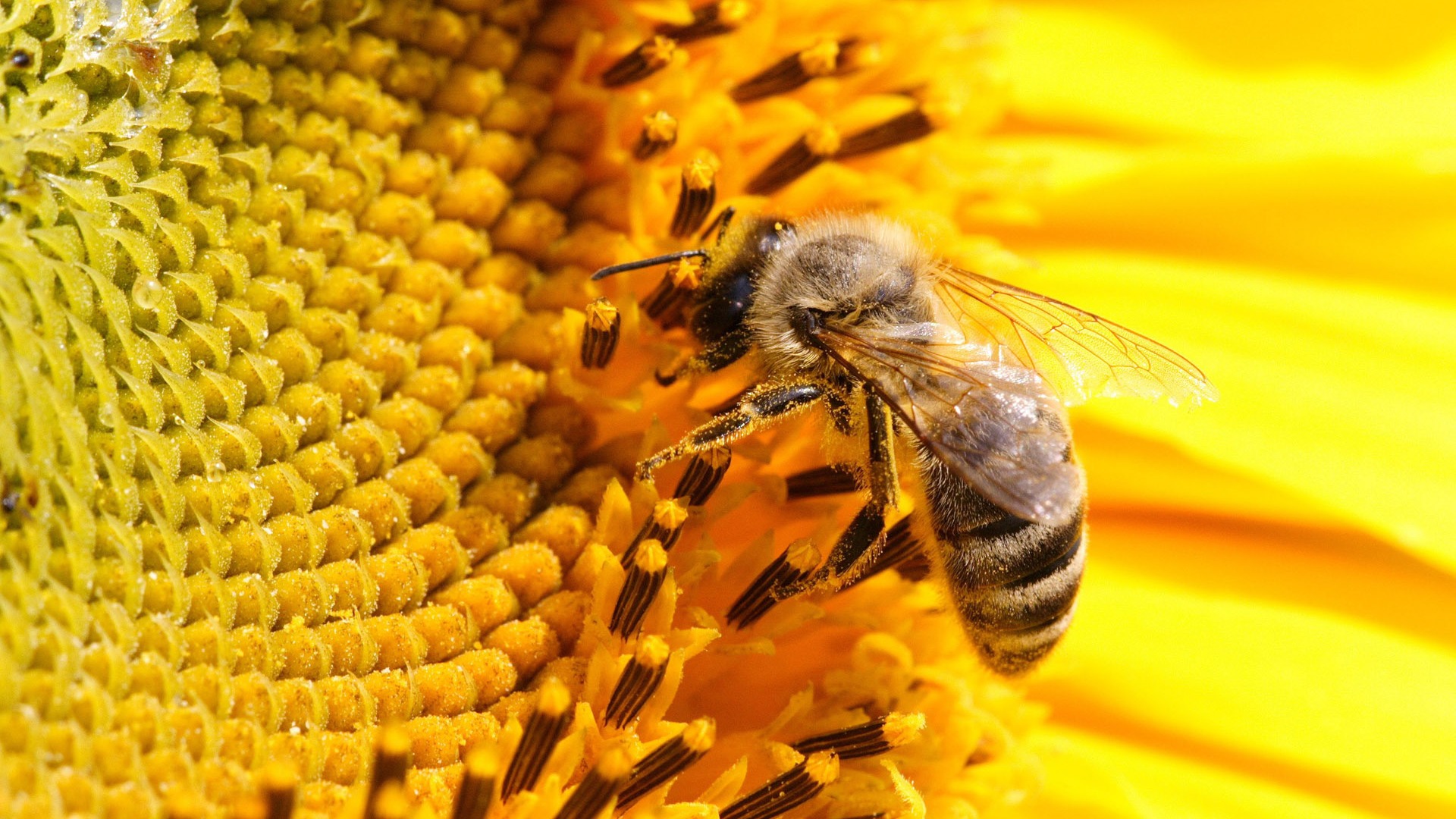 Láska Bee Květinové tapetu (4) #1 - 1920x1080