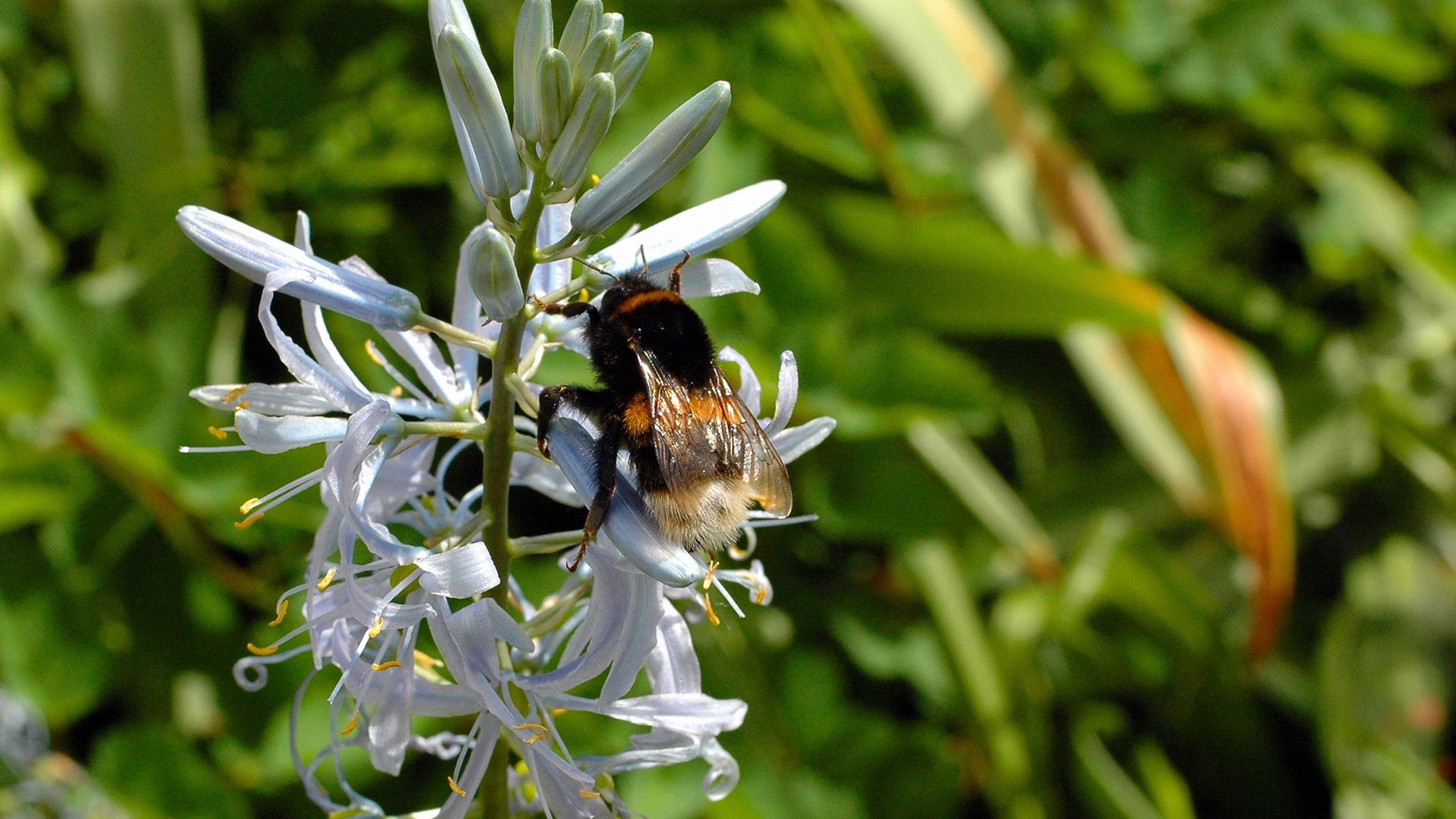 Love Bee Flower Wallpaper (4) #18 - 1920x1080