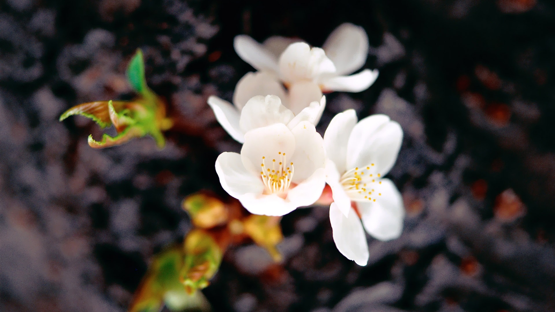 Fleurs Corée du Sud HD Livre #12 - 1920x1080