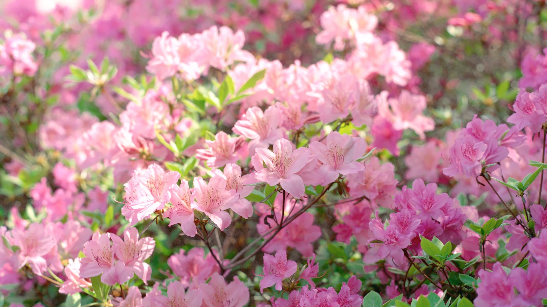 Fleurs Corée du Sud HD Livre #22 - 1920x1080