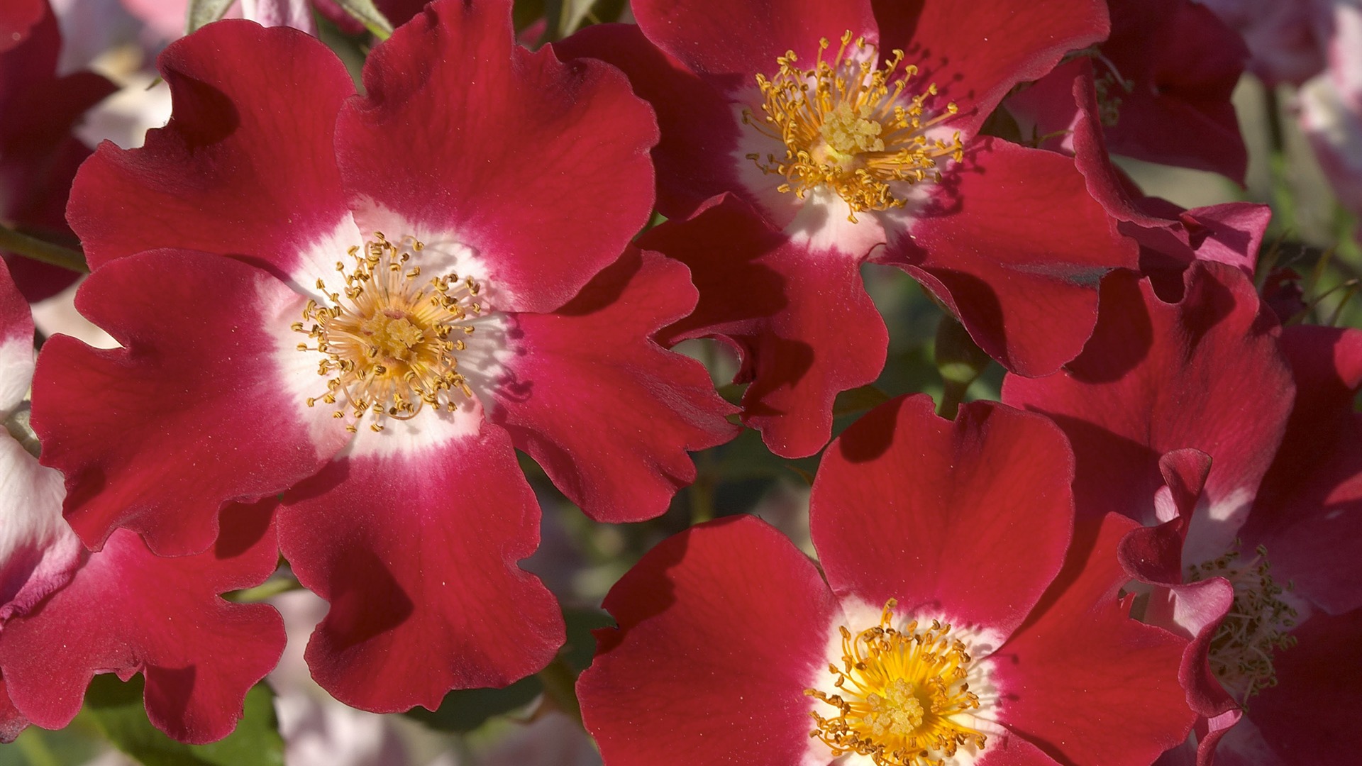 超大鲜花特写 壁纸(一)5 - 1920x1080