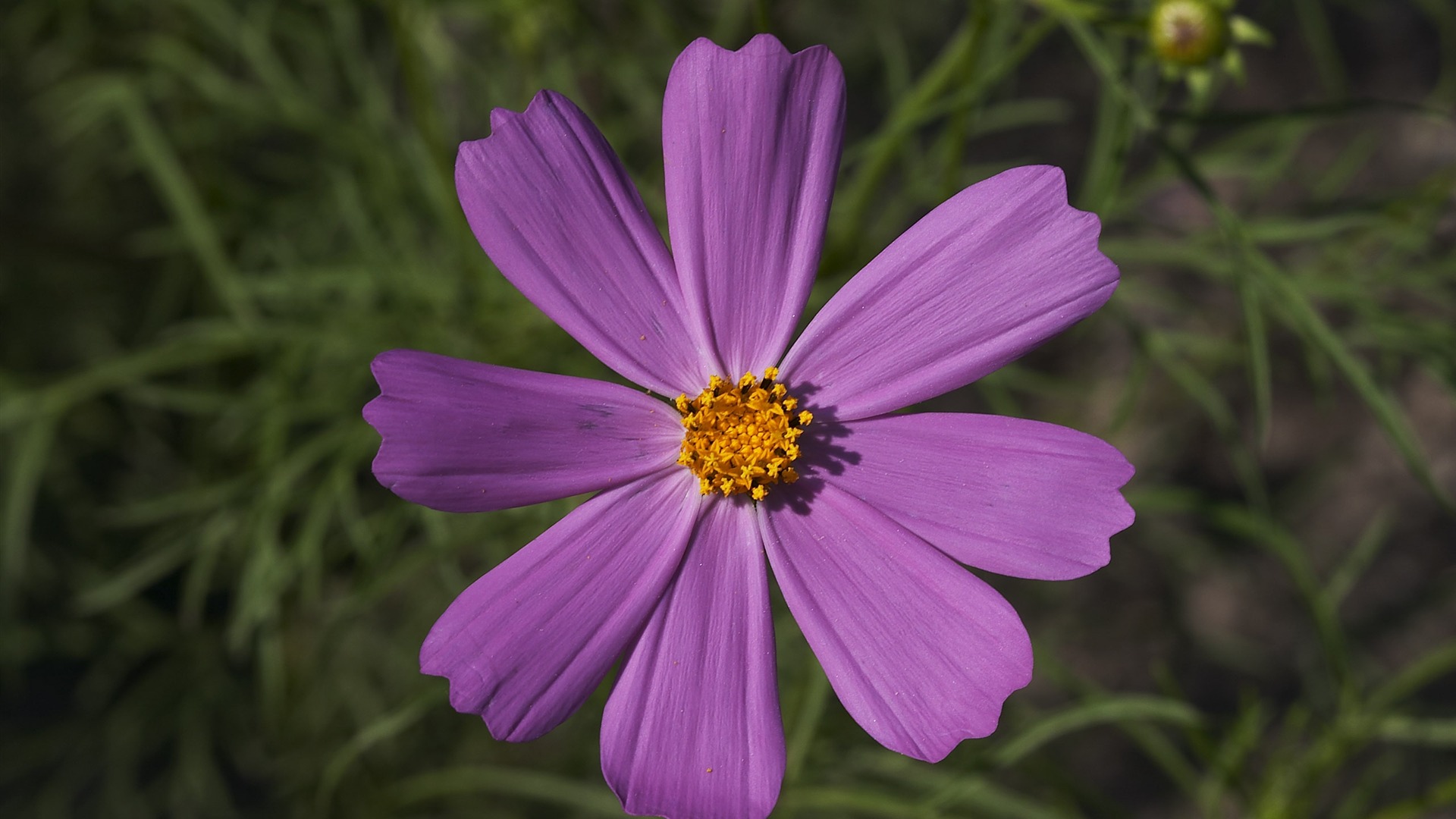 超大鲜花特写 壁纸(一)7 - 1920x1080