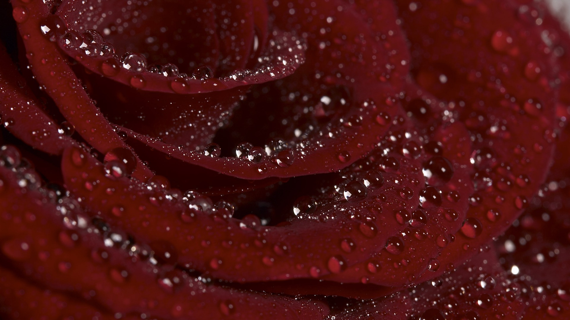 Large Flower Feature Wallpaper (1) #19 - 1920x1080