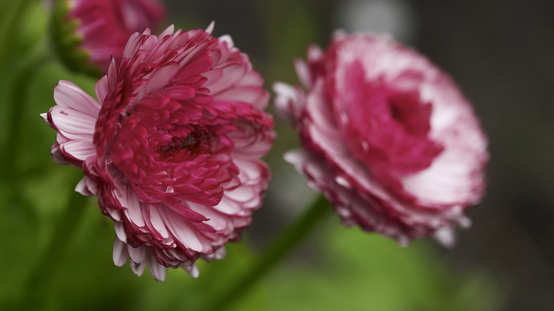 超大鲜花特写 壁纸(二)7 - 1920x1080