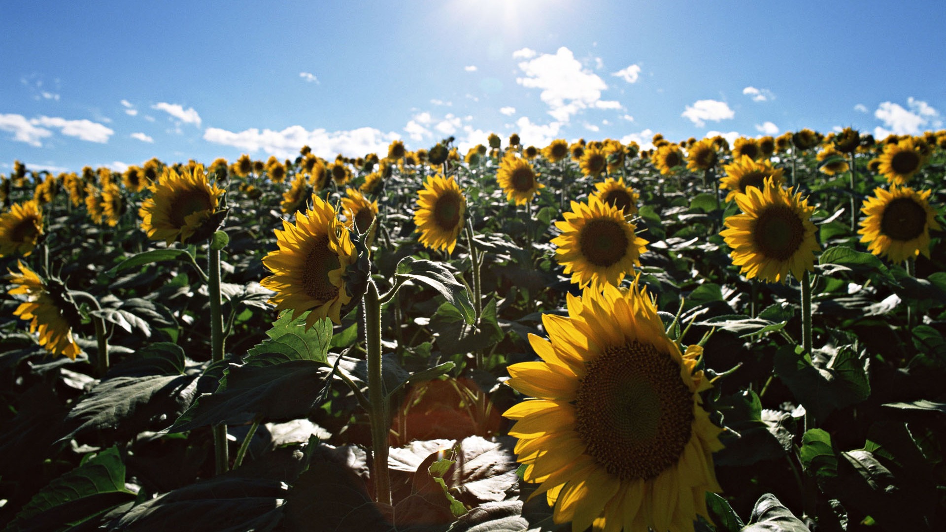 Blue sky sunflower Widescreen Wallpaper #5 - 1920x1080