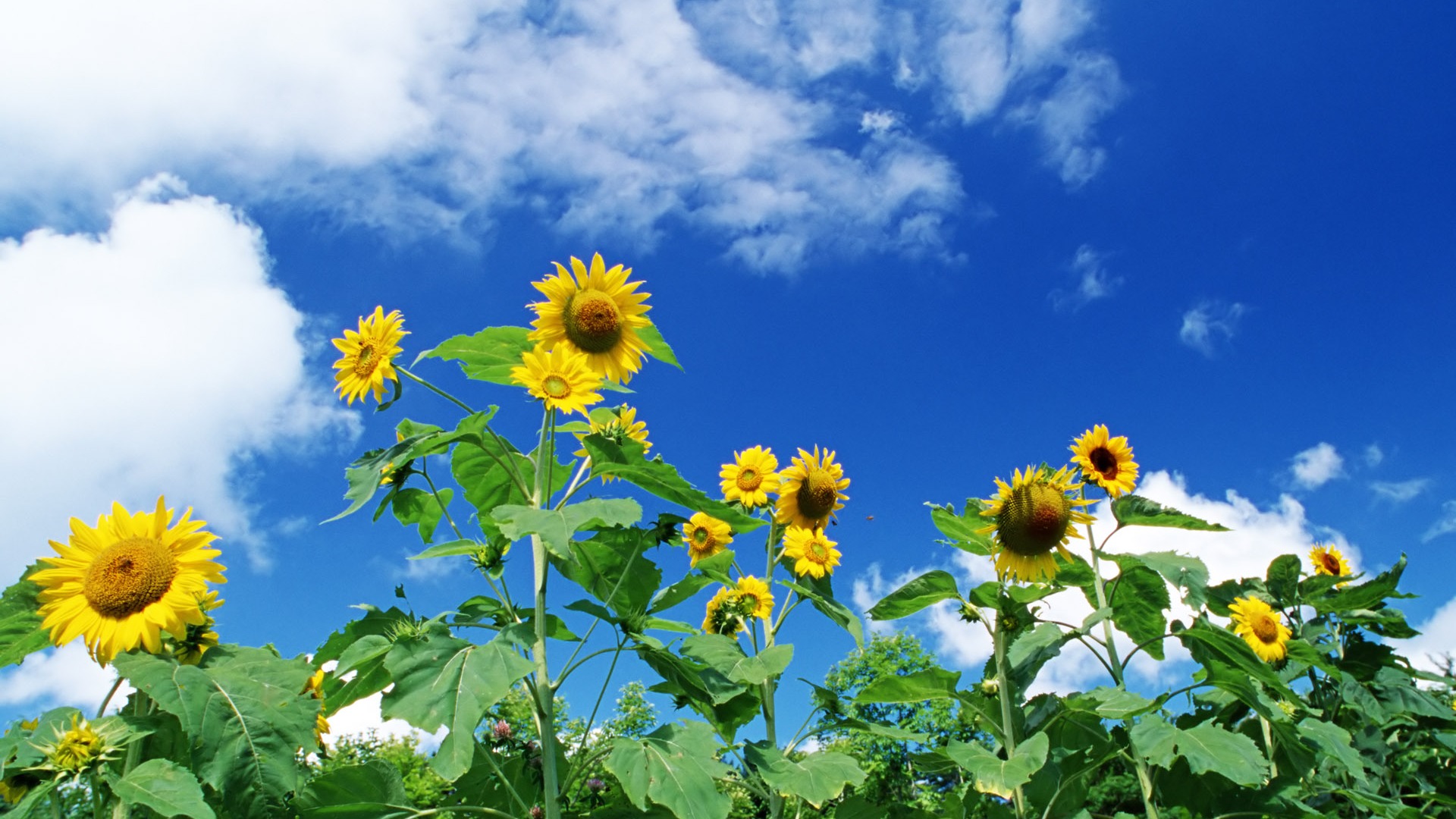 Ciel bleu de tournesol Widescreen Wallpaper #8 - 1920x1080