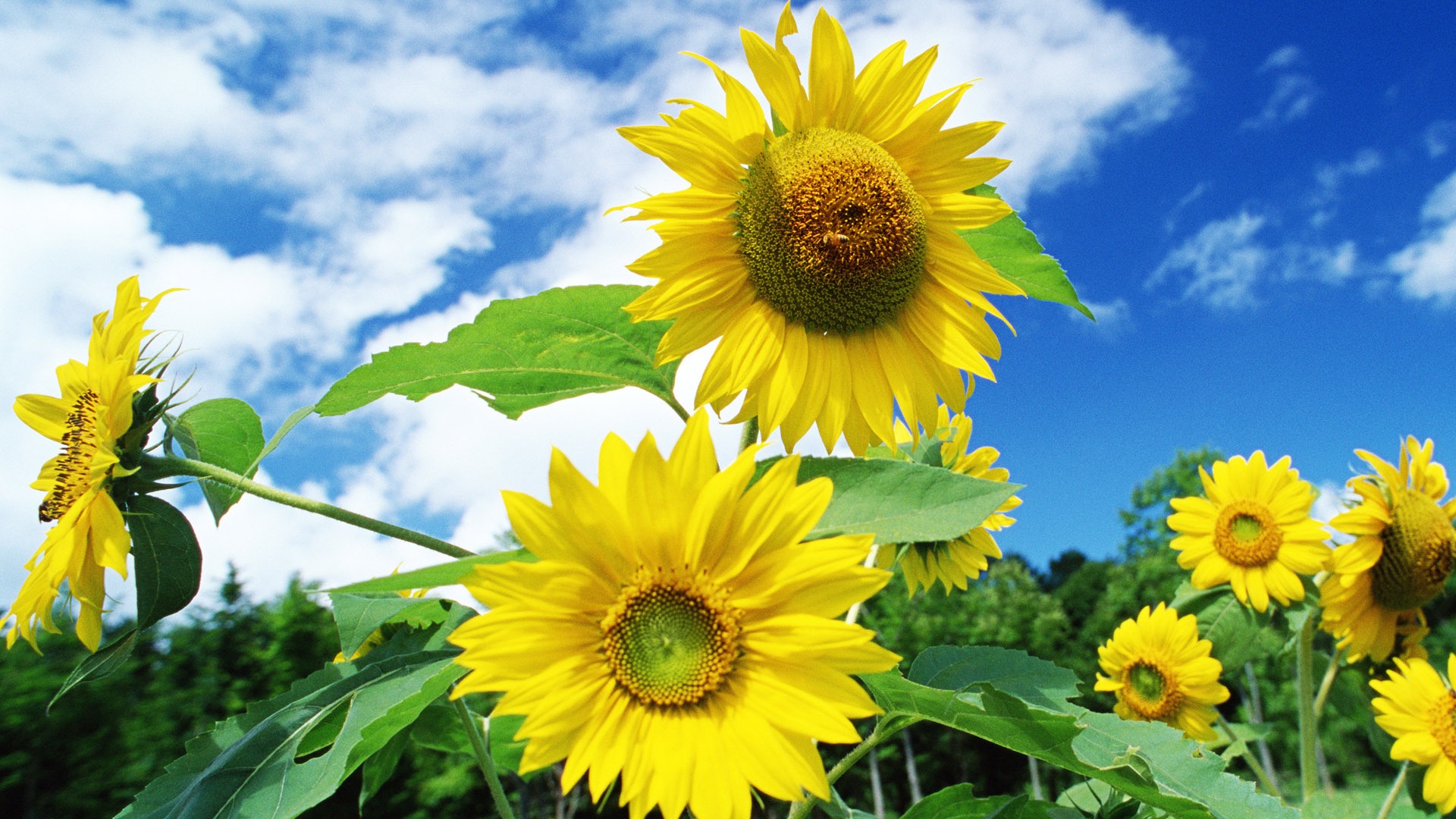 Ciel bleu de tournesol Widescreen Wallpaper #10 - 1920x1080