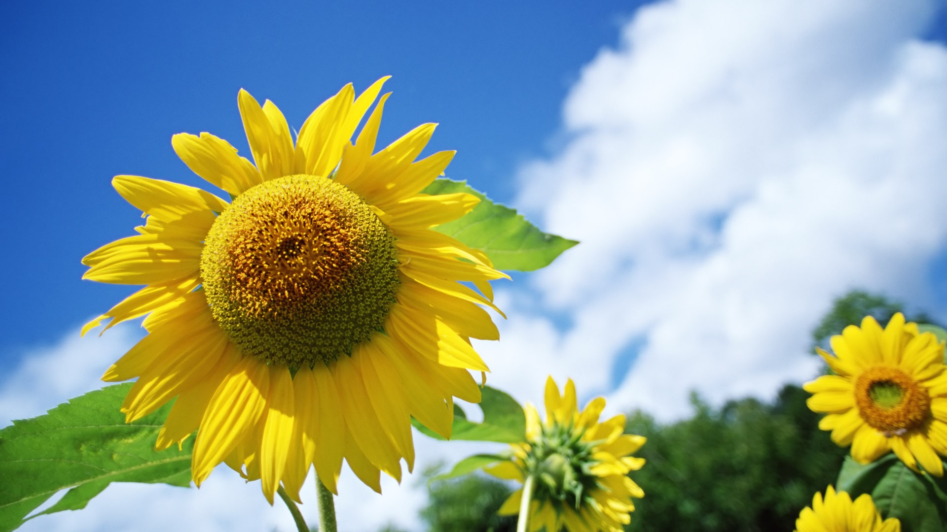 Ciel bleu de tournesol Widescreen Wallpaper #11 - 1920x1080