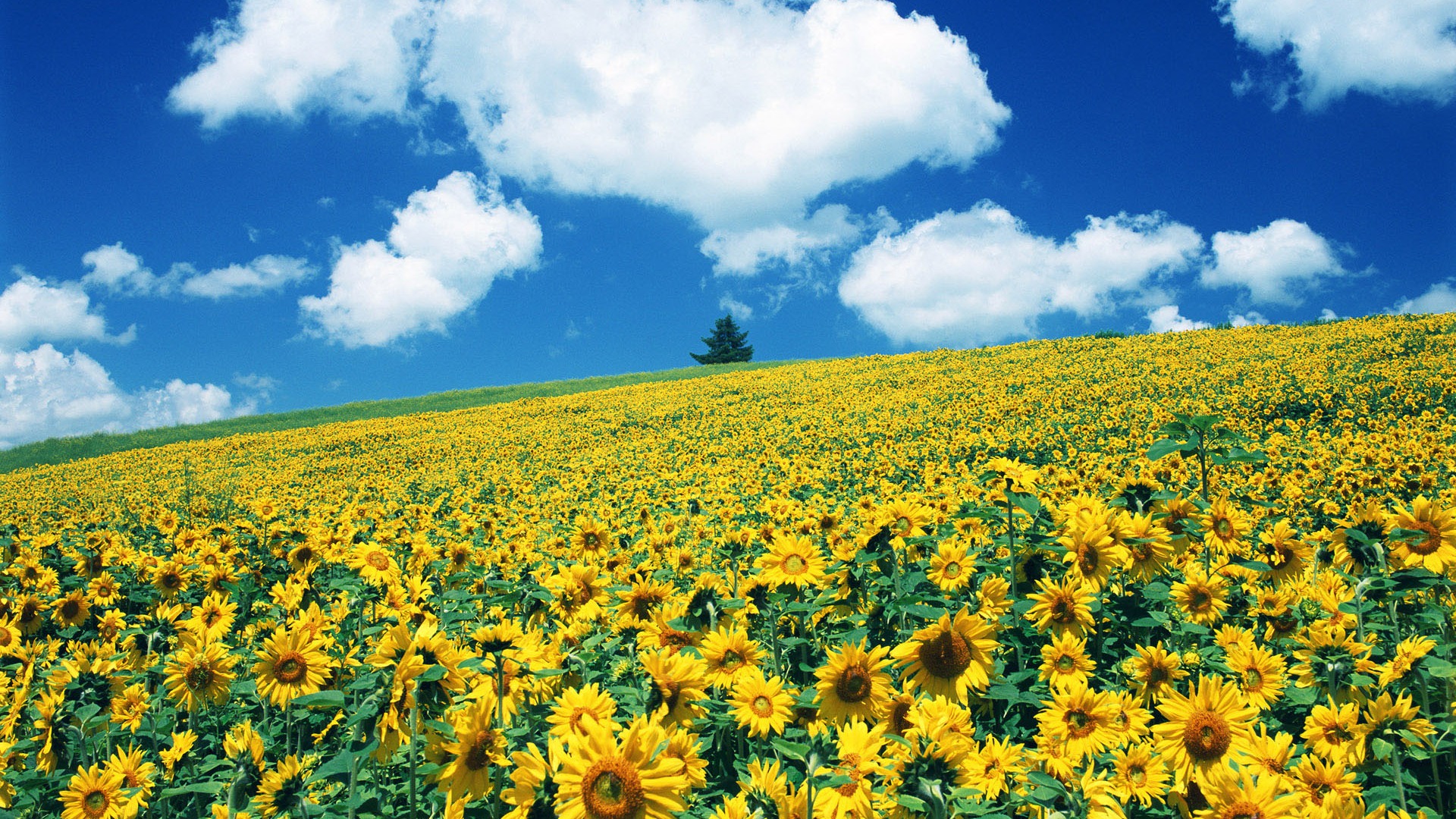 Ciel bleu de tournesol Widescreen Wallpaper #14 - 1920x1080