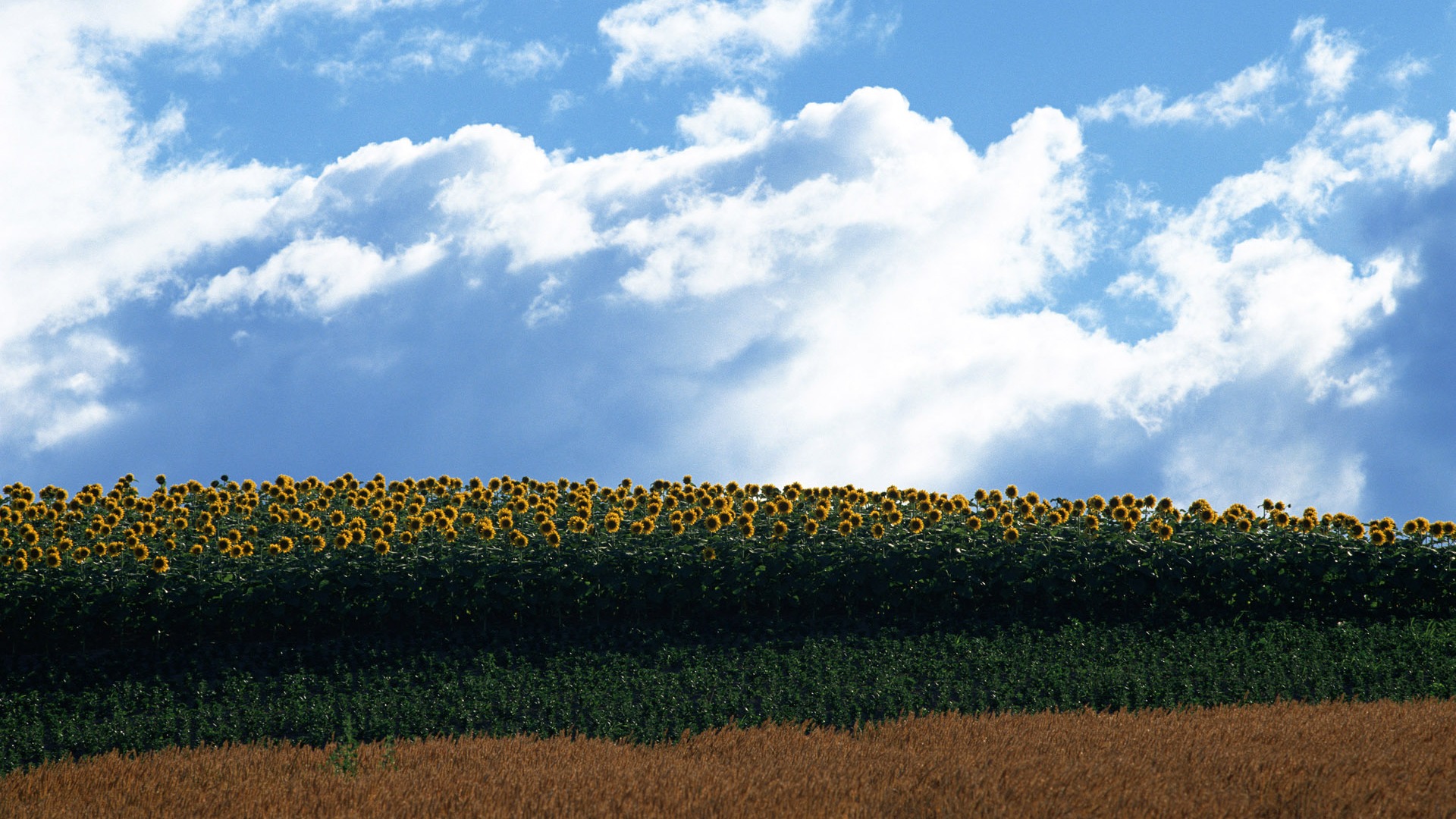 Ciel bleu de tournesol Widescreen Wallpaper #20 - 1920x1080