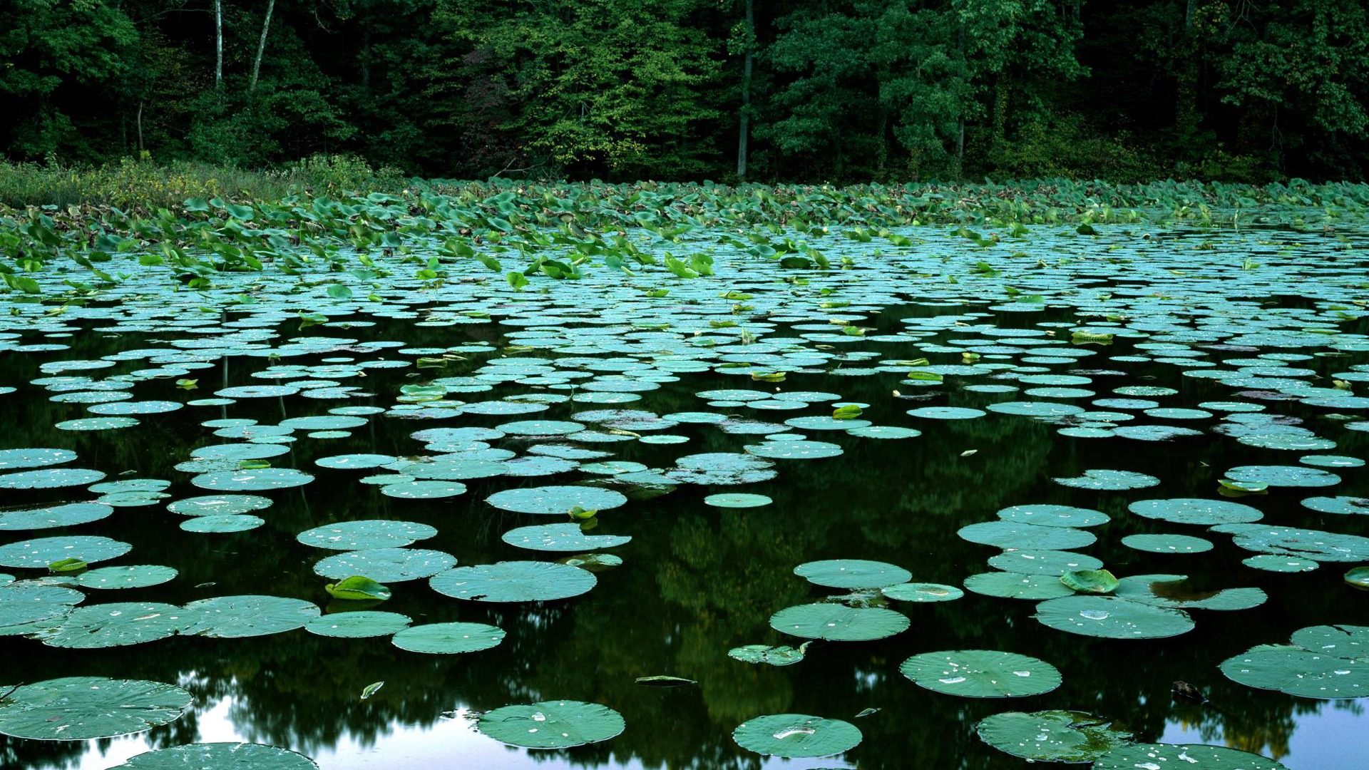 Fond d'écran Webshots photographie de paysage #12 - 1920x1080